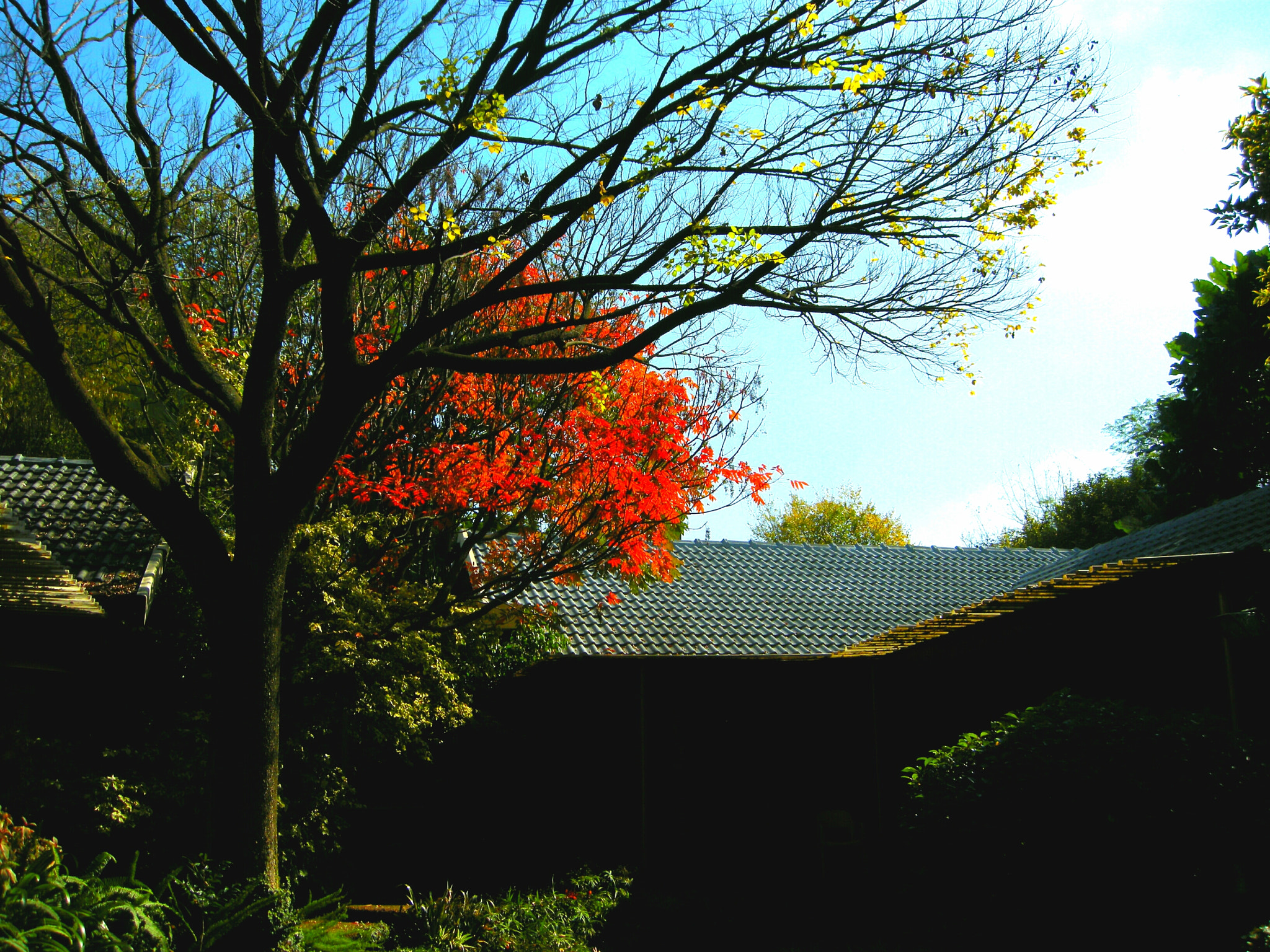 Nikon COOLPIX P5100 sample photo. Rhus succidania  photography
