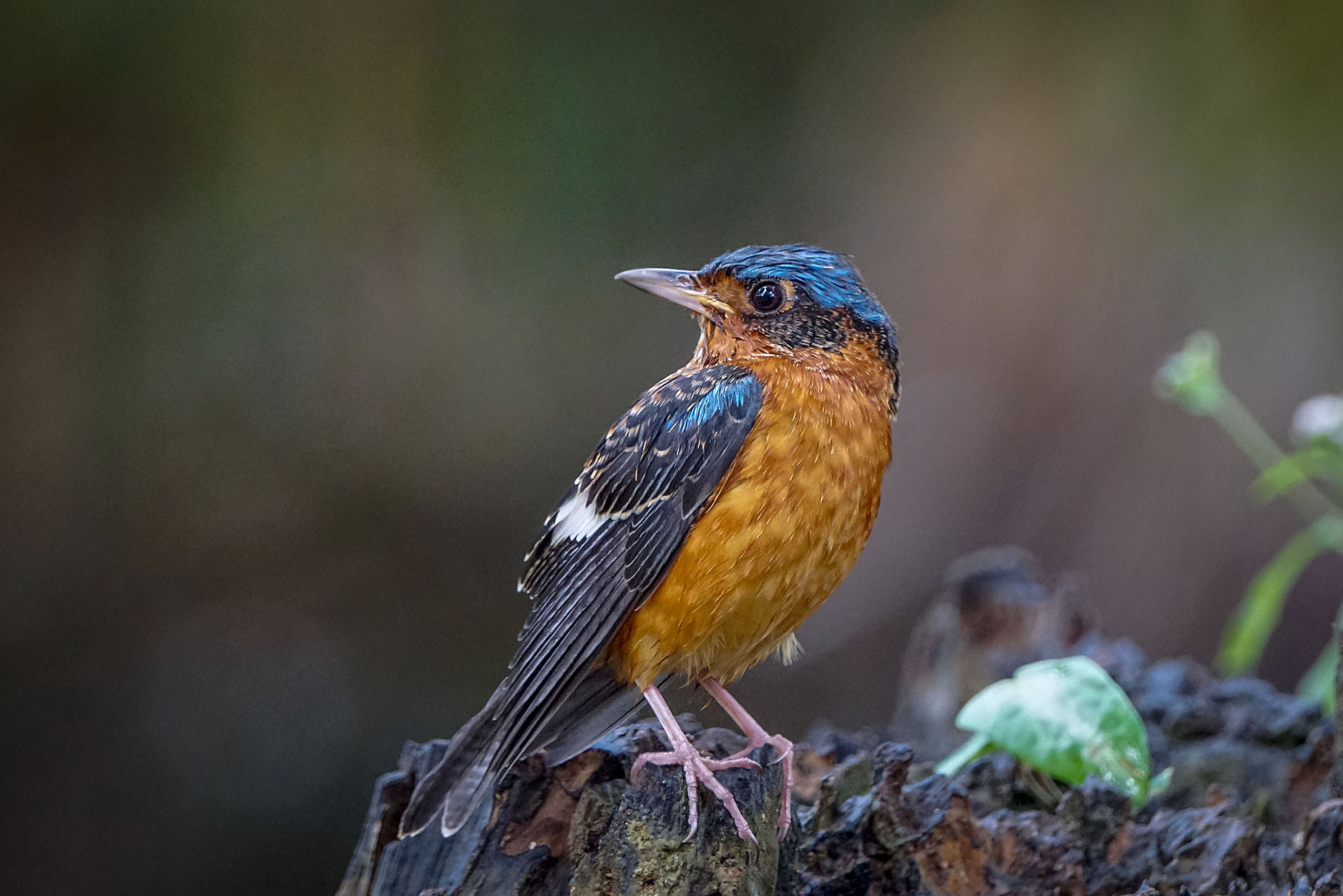 Sony ILCA-77M2 + Sony 70-400mm F4-5.6 G SSM II sample photo. White-throated rock-thrush photography