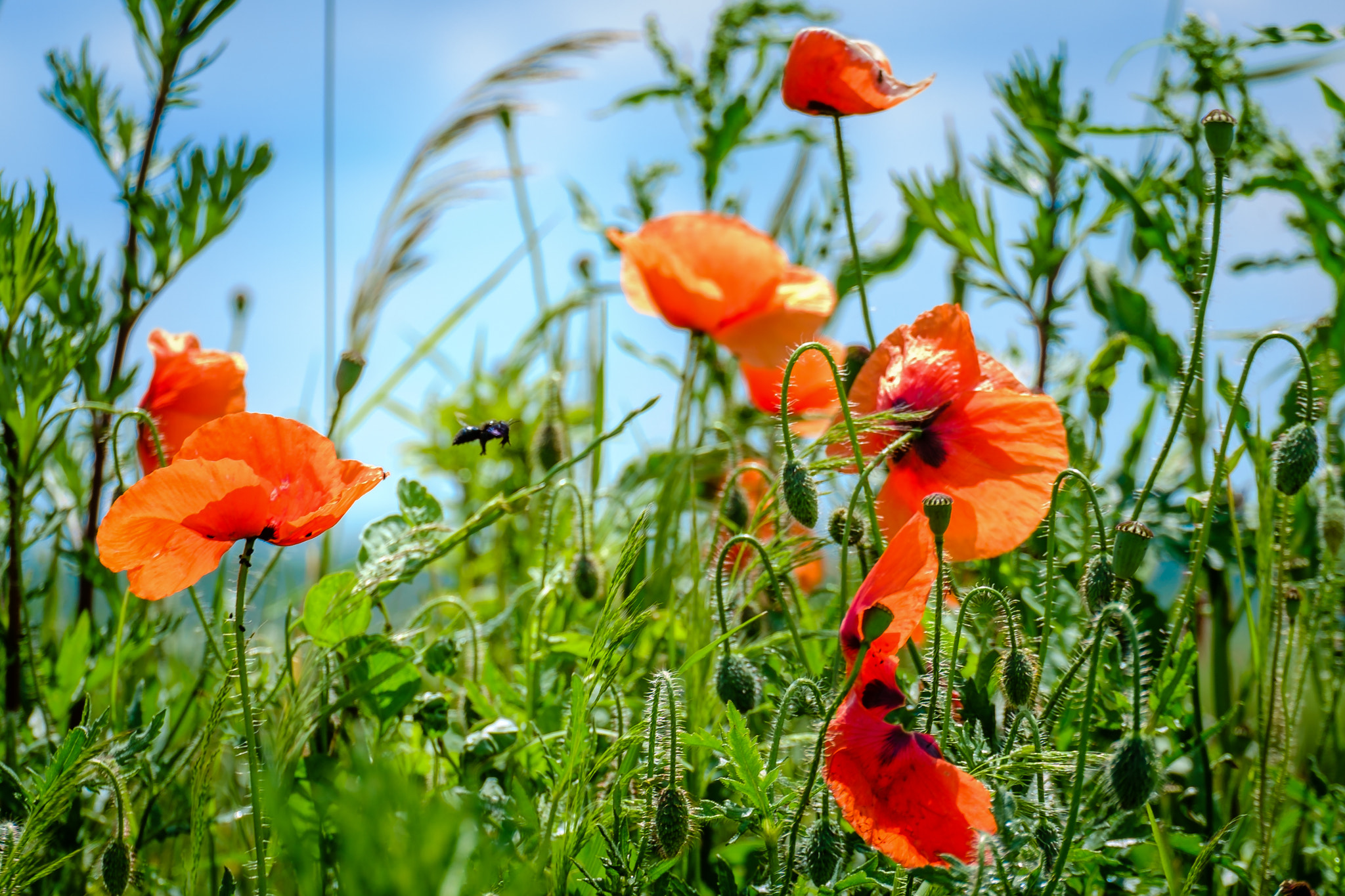 Fujifilm X-Pro1 + Fujifilm XC 50-230mm F4.5-6.7 OIS sample photo. Poppy flight photography