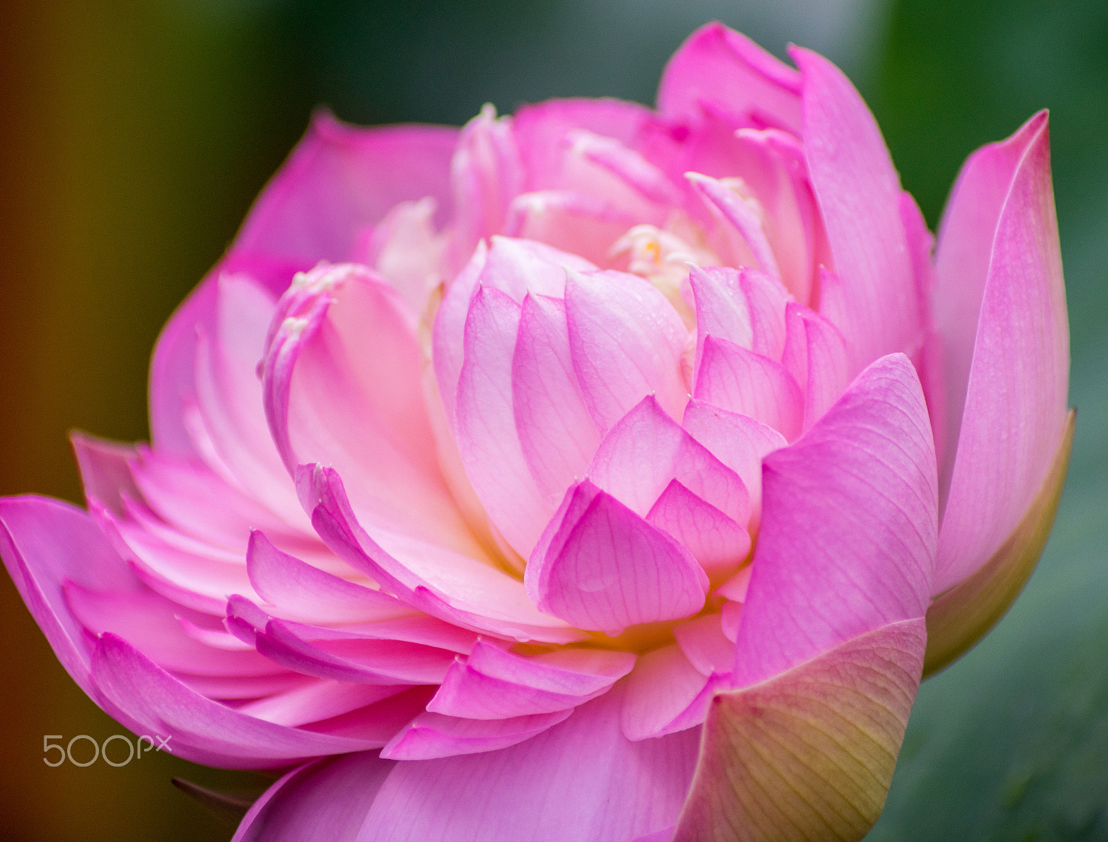 Pentax K-3 II sample photo. Lotus variety photography