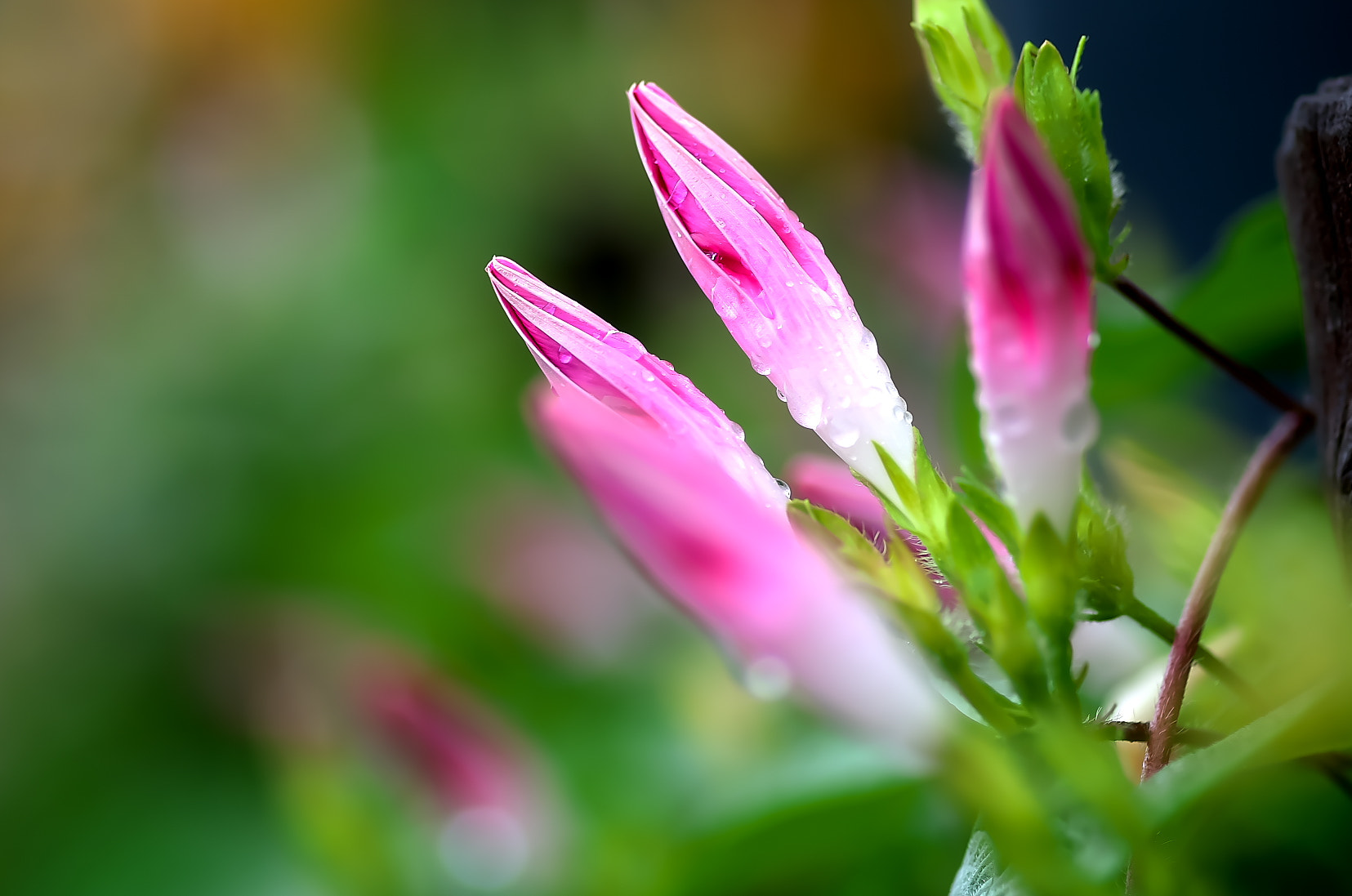 Pentax K-50 + Pentax smc D-FA 100mm F2.8 Macro WR sample photo. Morning glory photography