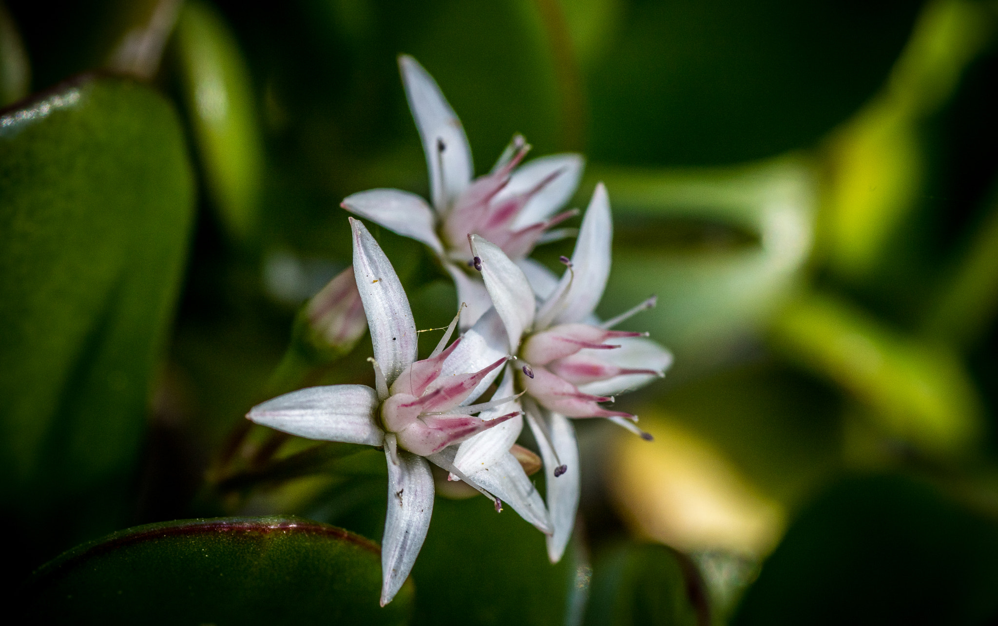 Tamron SP AF 90mm F2.8 Di Macro sample photo. Standing macro.. photography