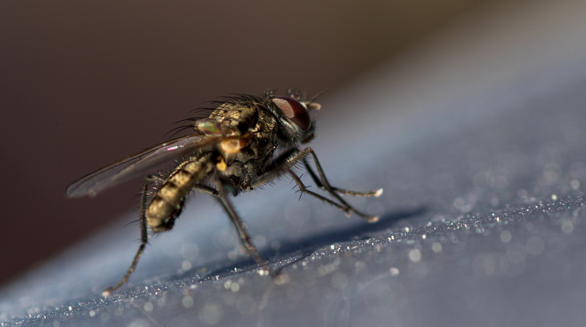 Tamron SP AF 90mm F2.8 Di Macro sample photo. Standing macro.. photography