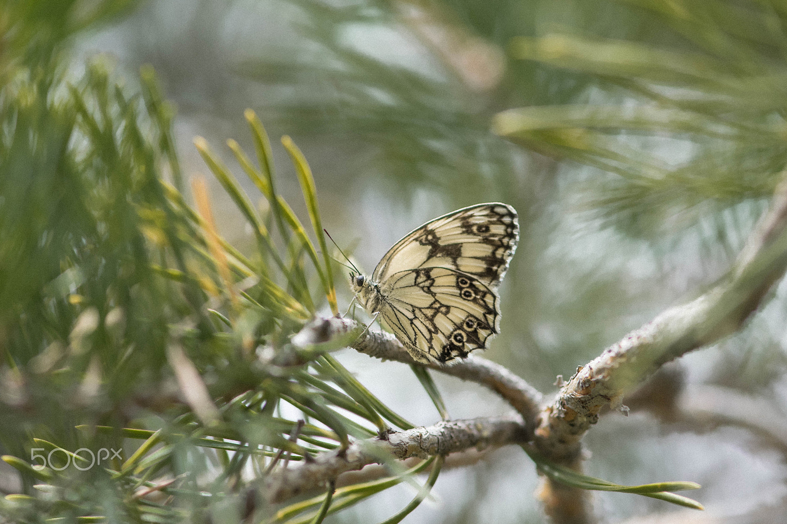 Nikon AF-S Micro-Nikkor 105mm F2.8G IF-ED VR sample photo. Chasing butterflies photography