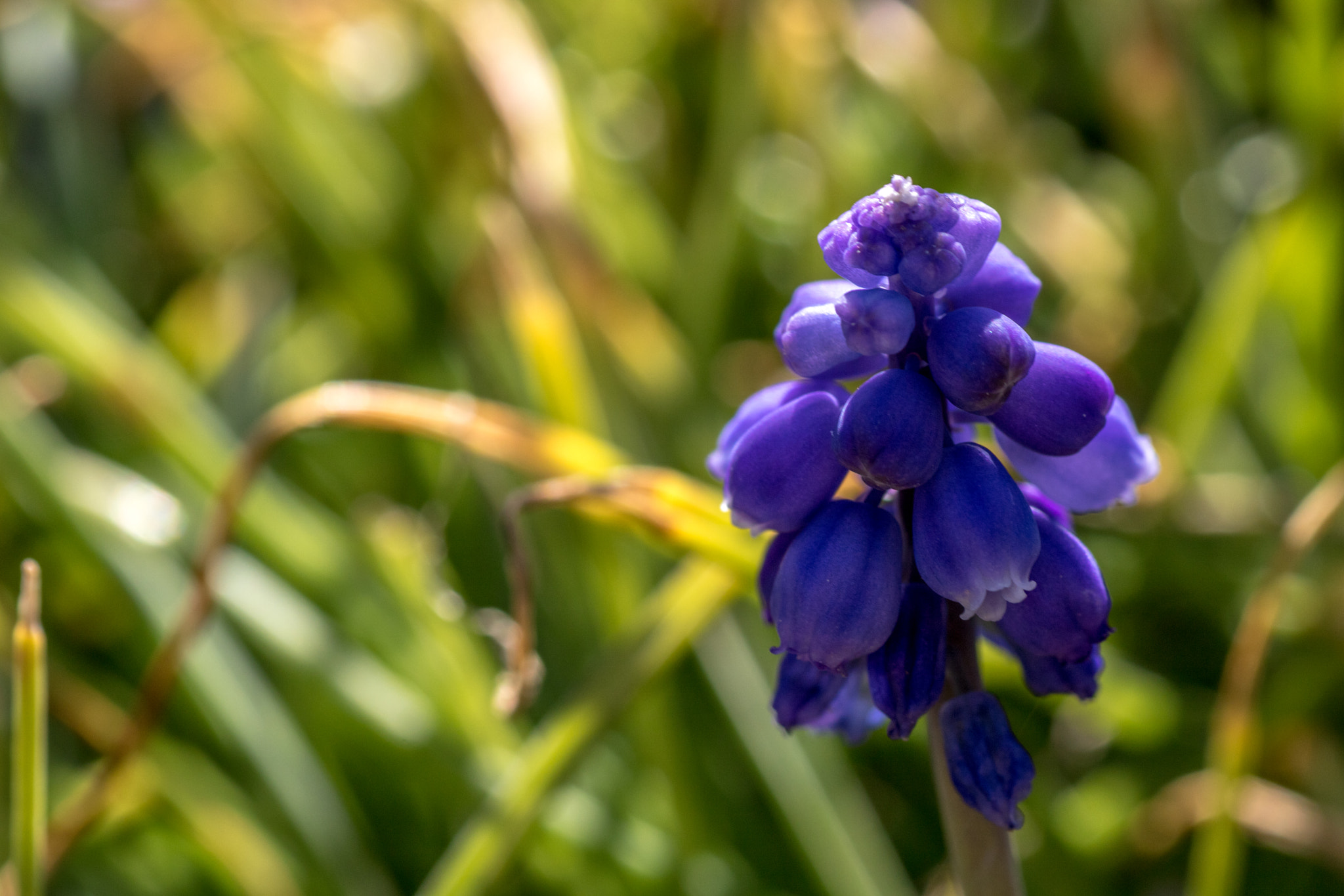 Tamron SP AF 90mm F2.8 Di Macro sample photo. Standing macro.. photography