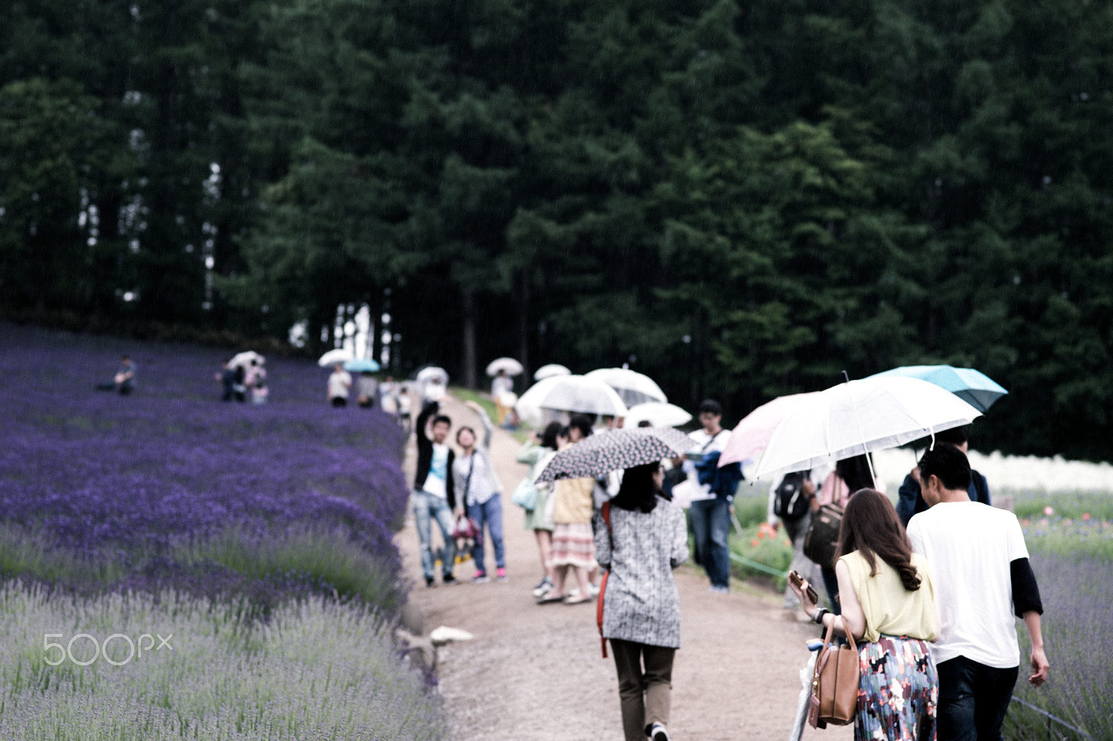 Sony a99 II + Sony 135mm F2.8 [T4.5] STF sample photo. Rainy lavender fields photography