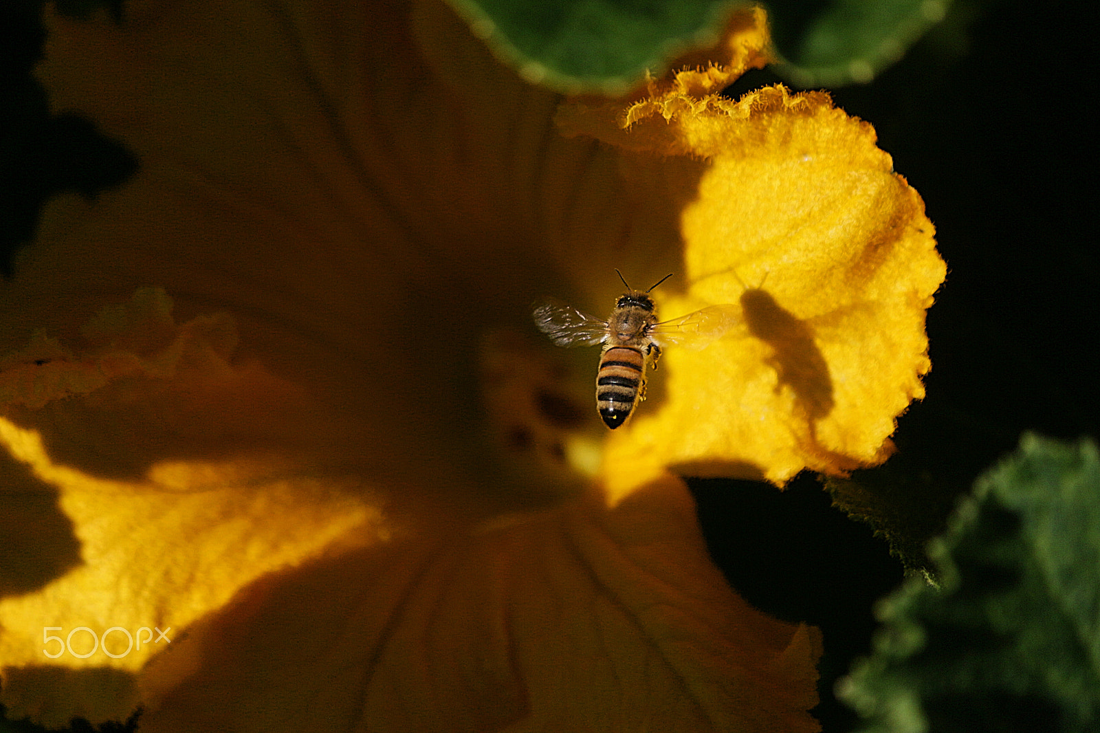 Canon EF-S 55-250mm F4-5.6 IS sample photo. Bee at a pumpkin blossom photography