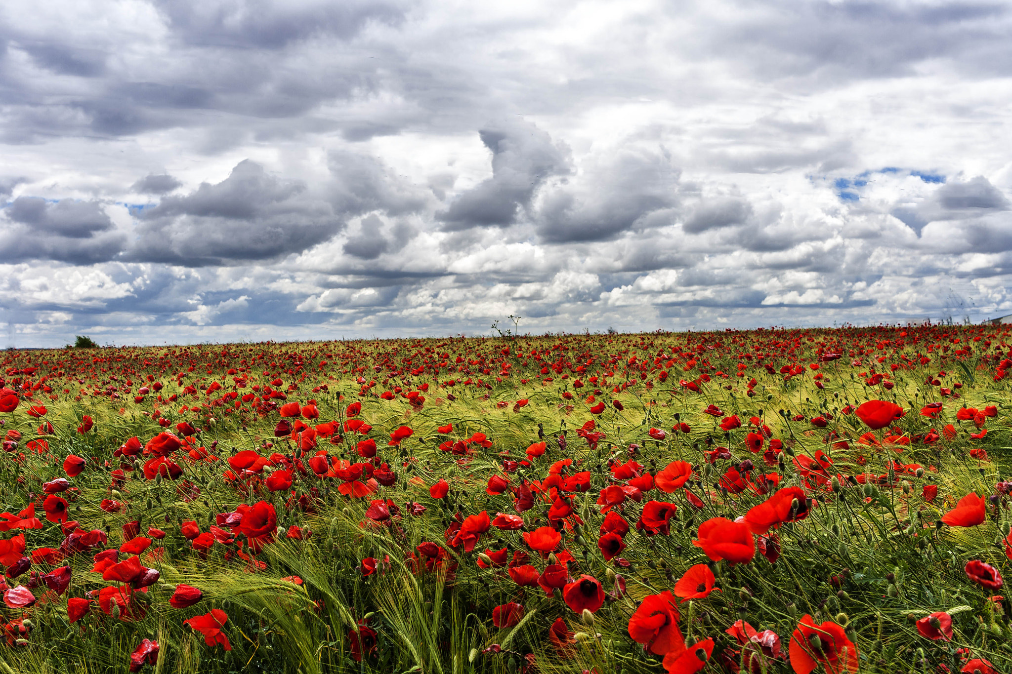 Canon EF-S 24mm F2.8 STM sample photo. Red explosion photography