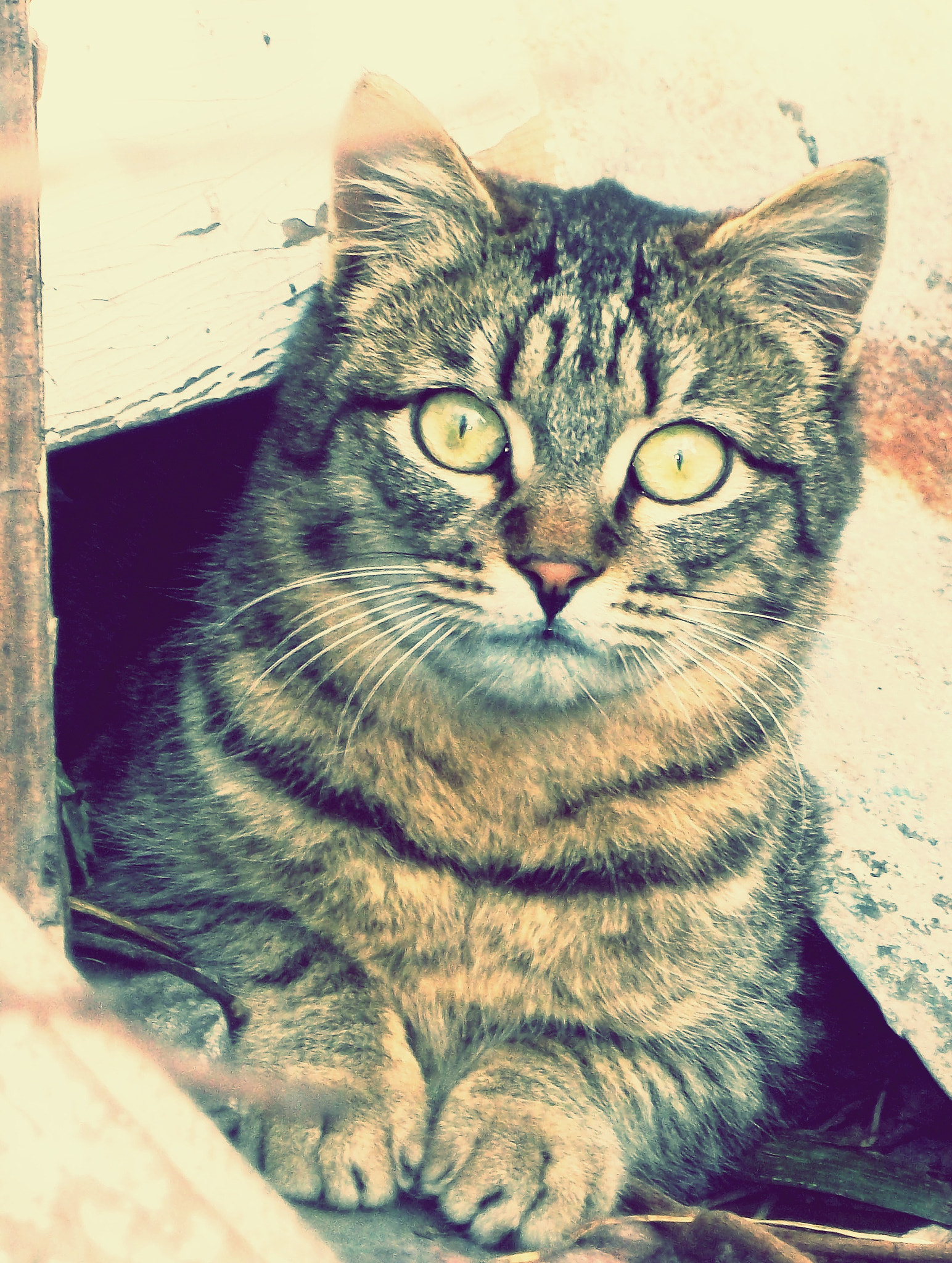 Kodak EASYSHARE M575 DIGITAL CAMERA sample photo. My cute guest <3 photography