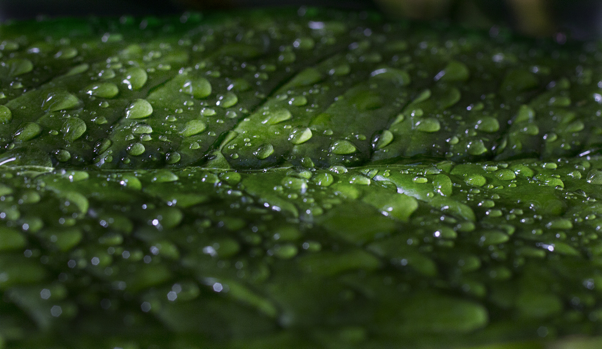 Canon EOS 60D + Canon EF 50mm F2.5 Macro sample photo. Sprayingleaf photography