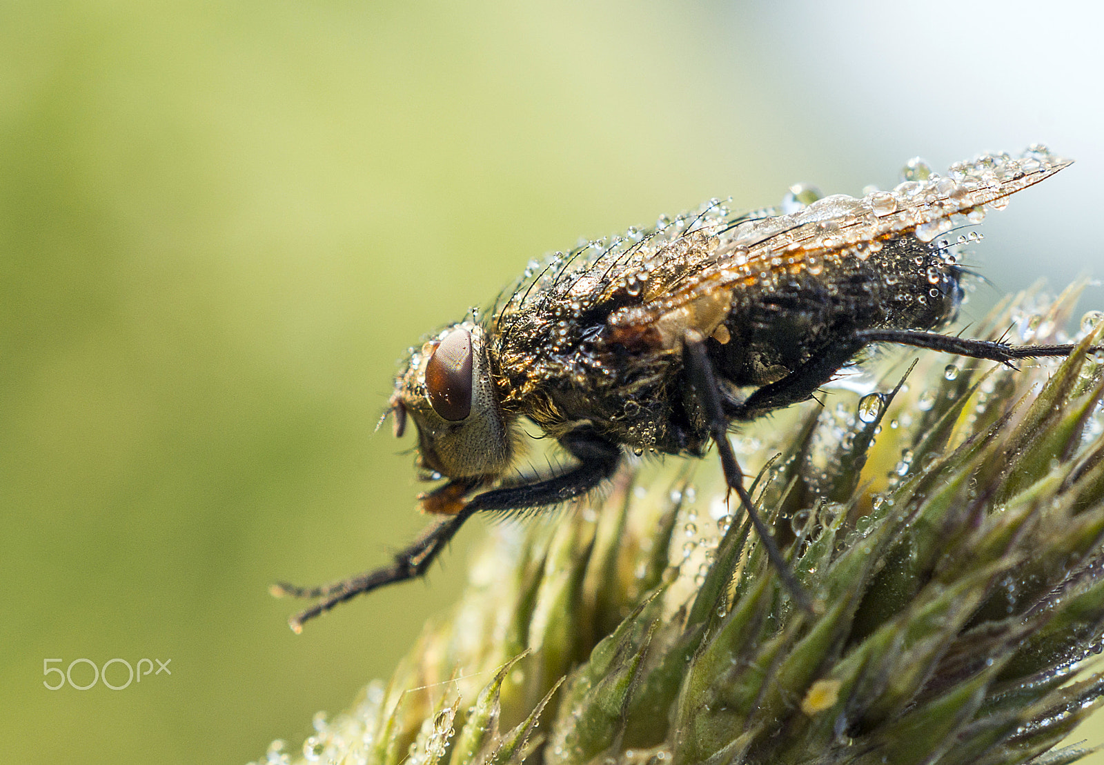 Sony DT 30mm F2.8 Macro SAM sample photo. Fly photography