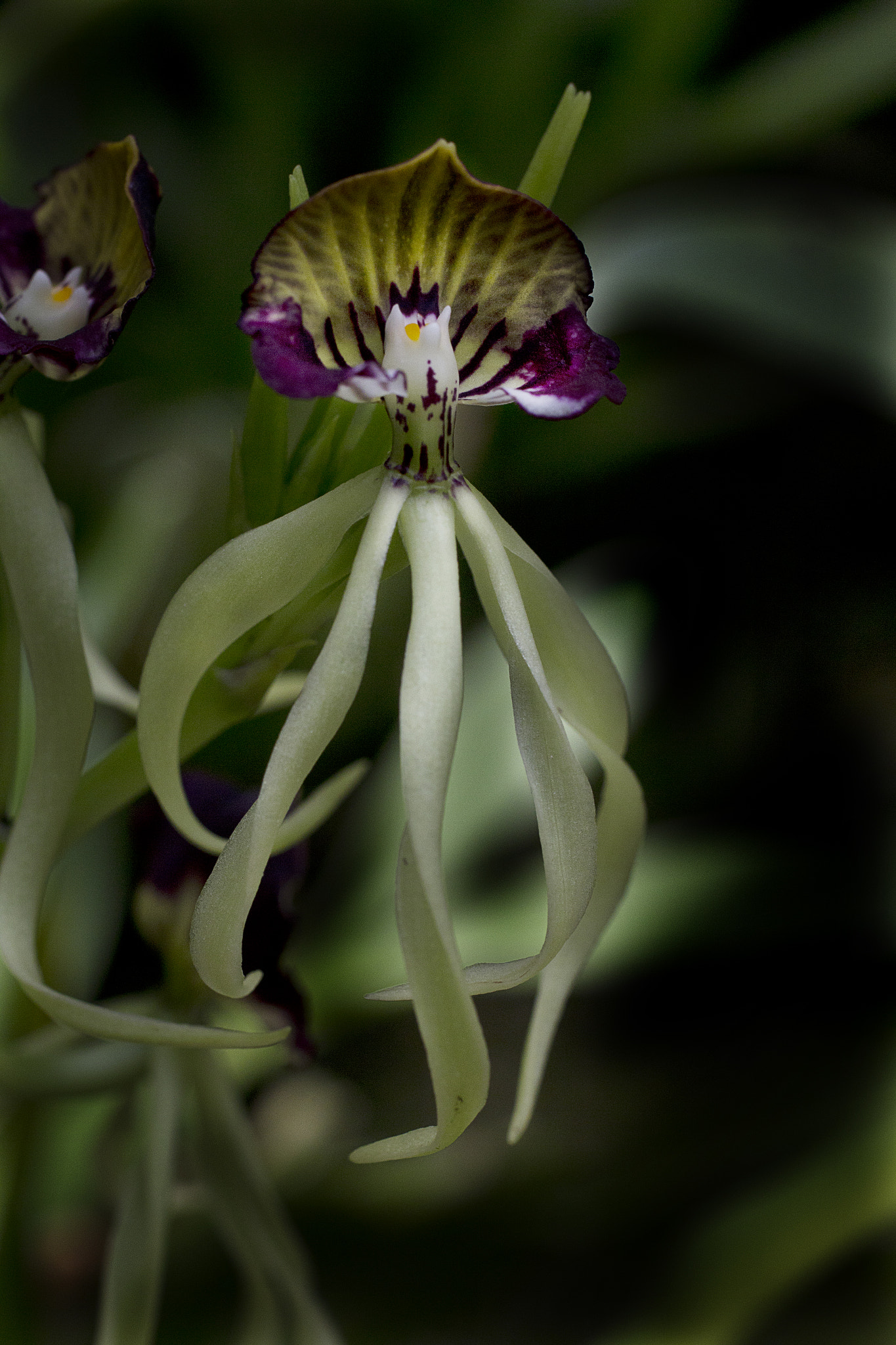 Canon EOS 60D + Canon EF 50mm F2.5 Macro sample photo. Orchid and tentacles photography