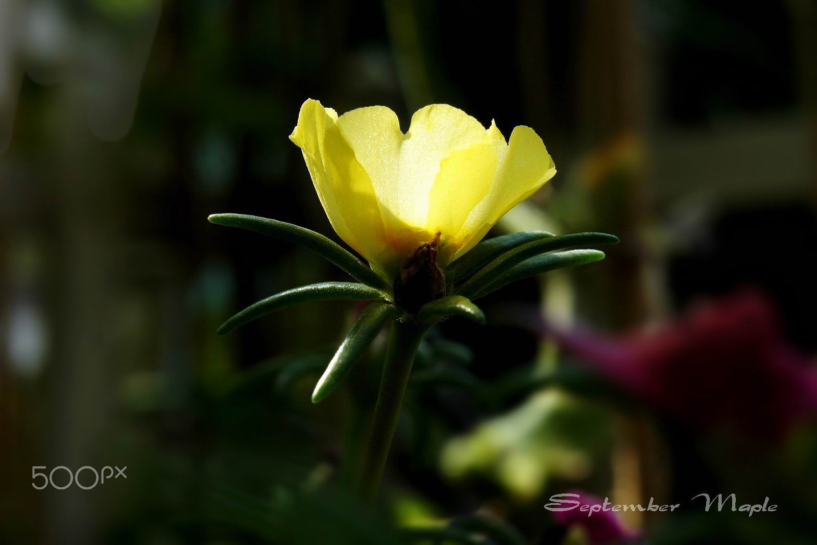 Sony NEX-5C sample photo. 柠檬色马齿笕 2 photography