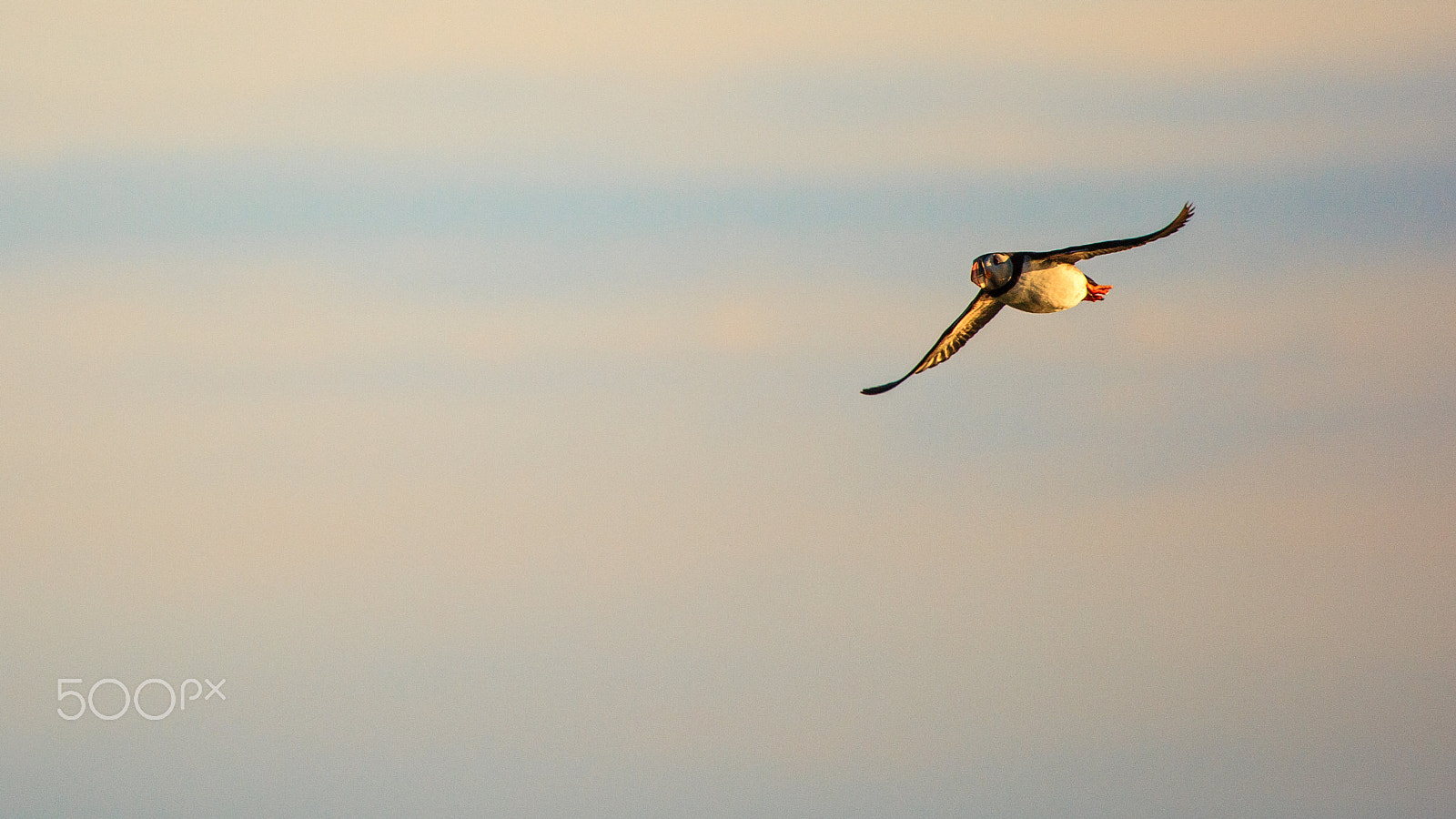 Canon EF 100-400mm F4.5-5.6L IS USM sample photo. Puffin approaching photography