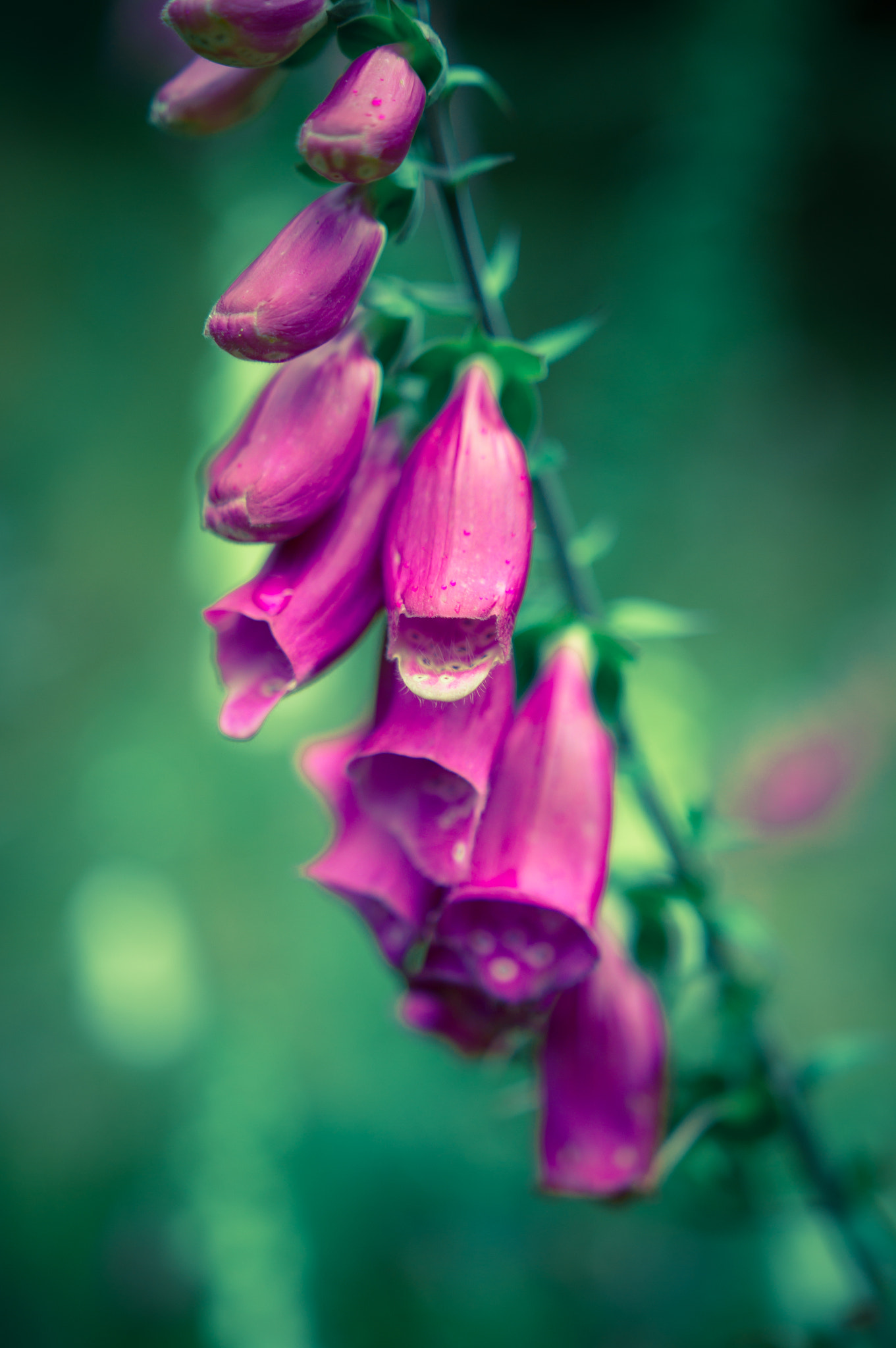 Sony SLT-A57 sample photo. Digitalis photography