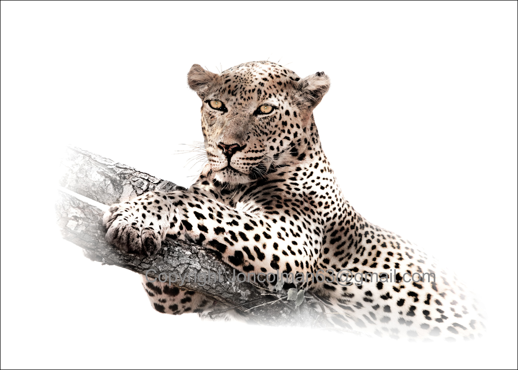 Sigma 50-500mm F4-6.3 EX APO RF HSM sample photo. Tjellahunga leopard at kirkmans photography