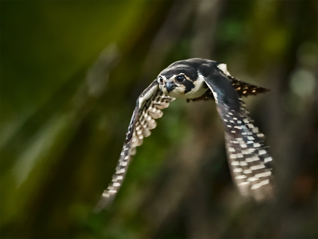 Canon EF 200-400mm F4L IS USM Extender 1.4x sample photo