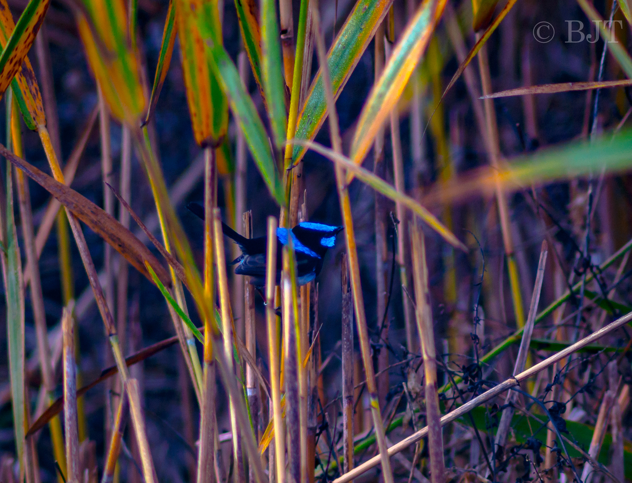 Nikon AF-S Nikkor 300mm F2.8G ED VR II sample photo. Bluey photography