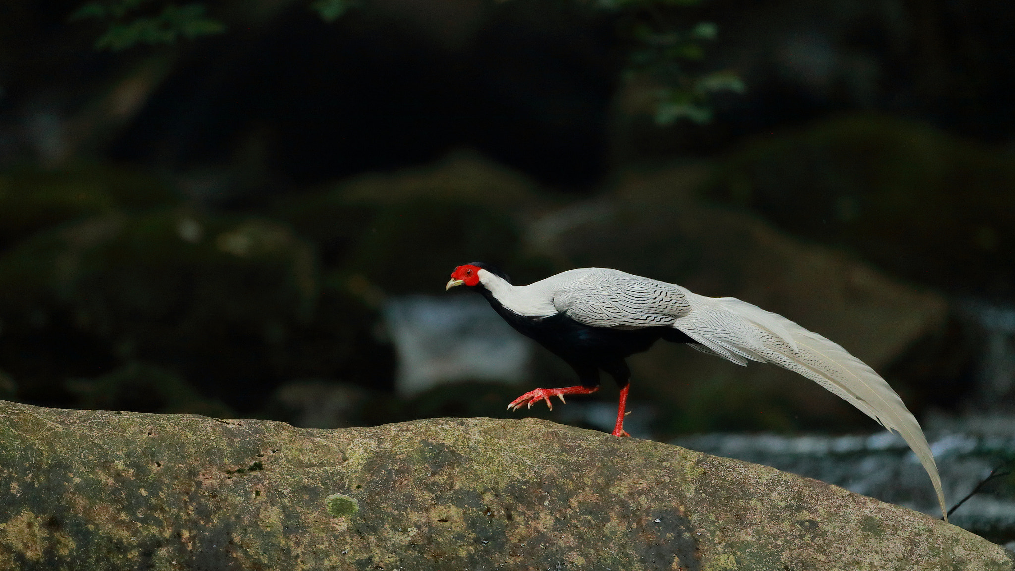 Canon EF 200-400mm F4L IS USM Extender 1.4x sample photo
