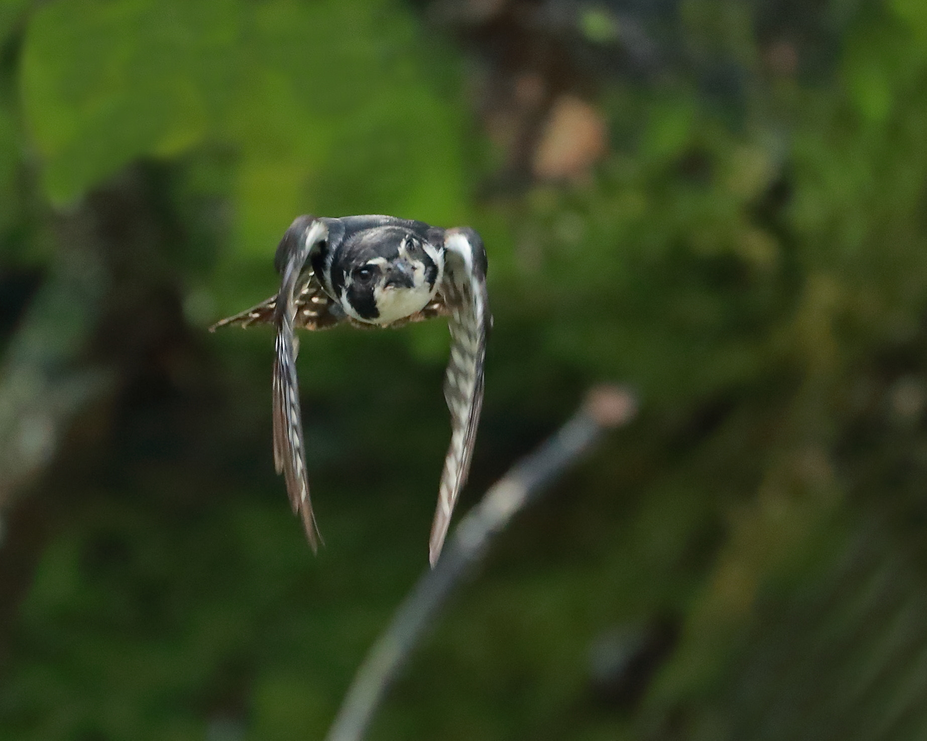 Canon EF 200-400mm F4L IS USM Extender 1.4x sample photo
