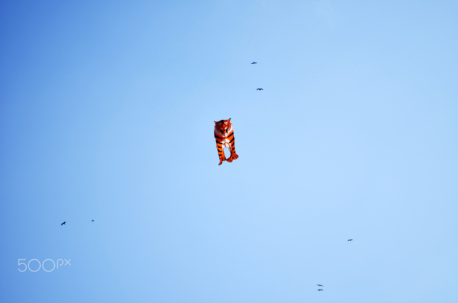 Sigma 50-150mm F2.8 EX APO DC HSM II sample photo. Kite festival photography