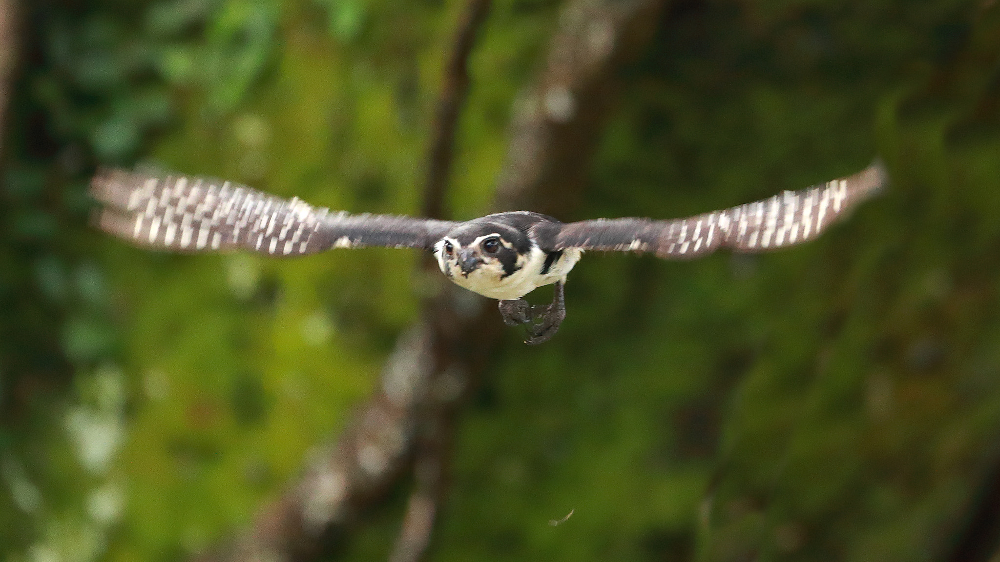 Canon EF 200-400mm F4L IS USM Extender 1.4x sample photo