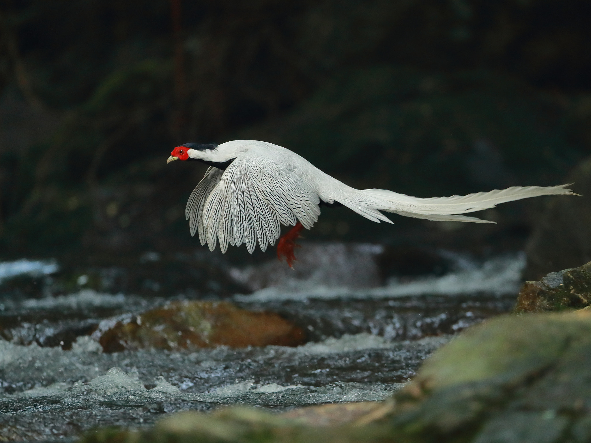 Canon EF 200-400mm F4L IS USM Extender 1.4x sample photo