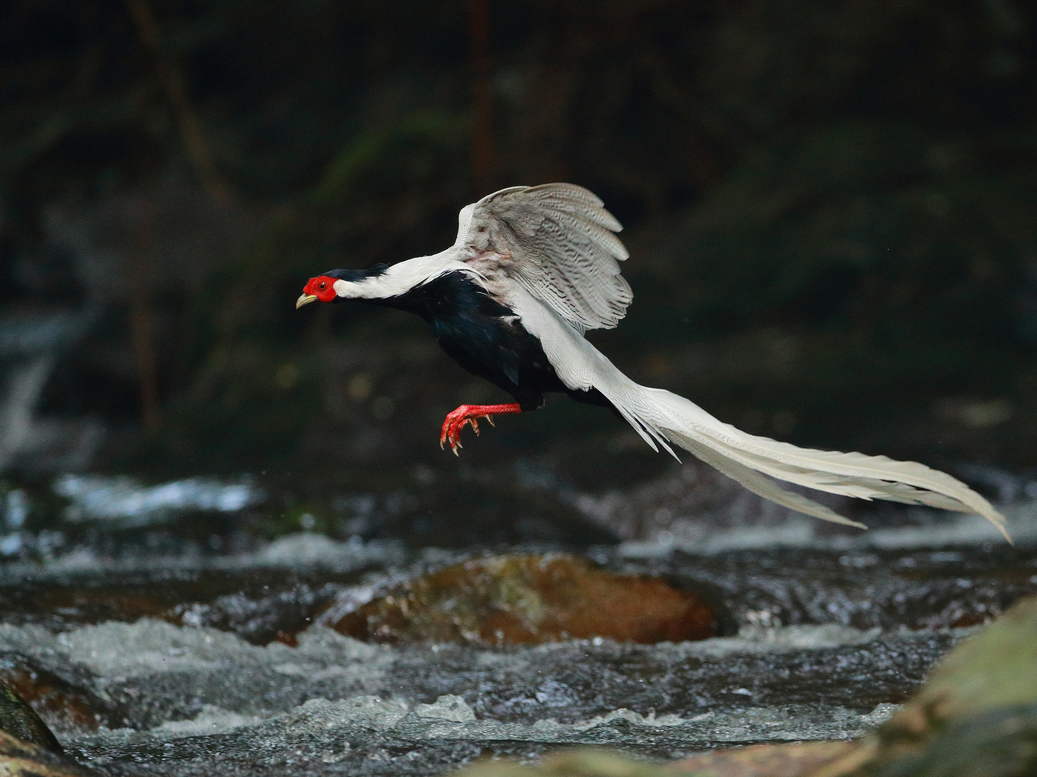 Canon EF 200-400mm F4L IS USM Extender 1.4x sample photo