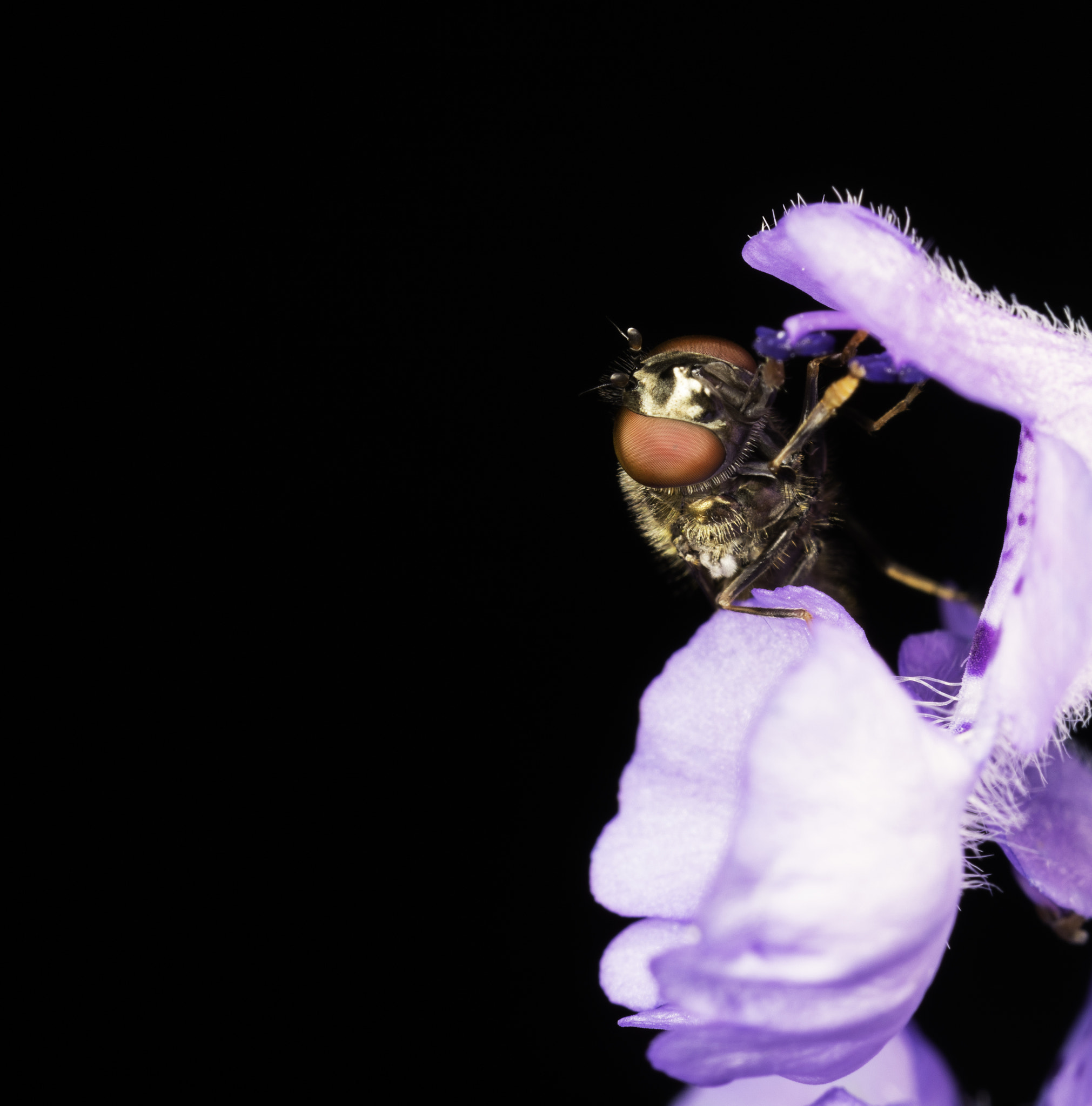 Canon EOS 5DS + Canon EF 100mm F2.8L Macro IS USM sample photo. Hoverfly photography