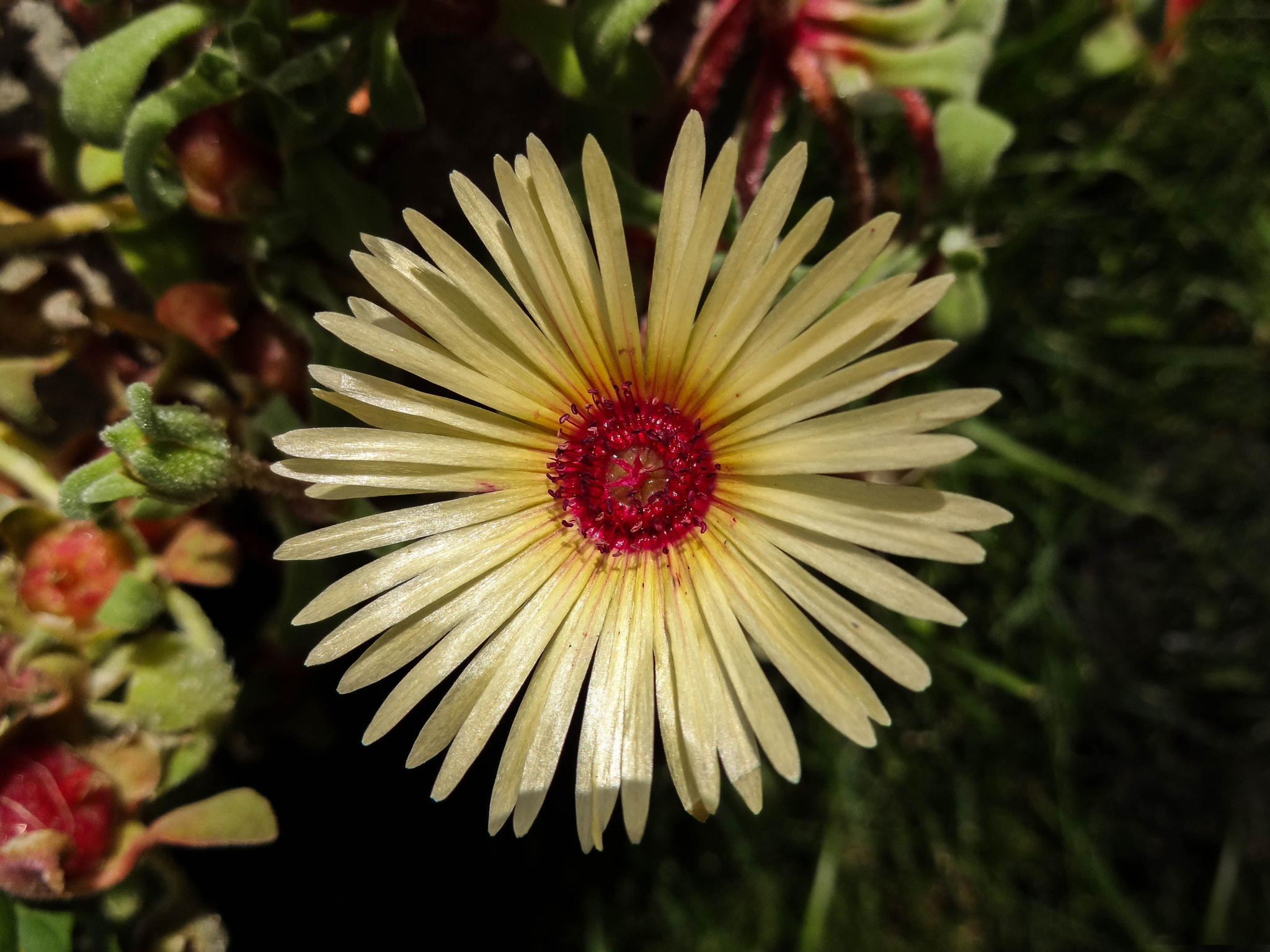 Sony DSC-WX100 sample photo. Sunlit flower photography