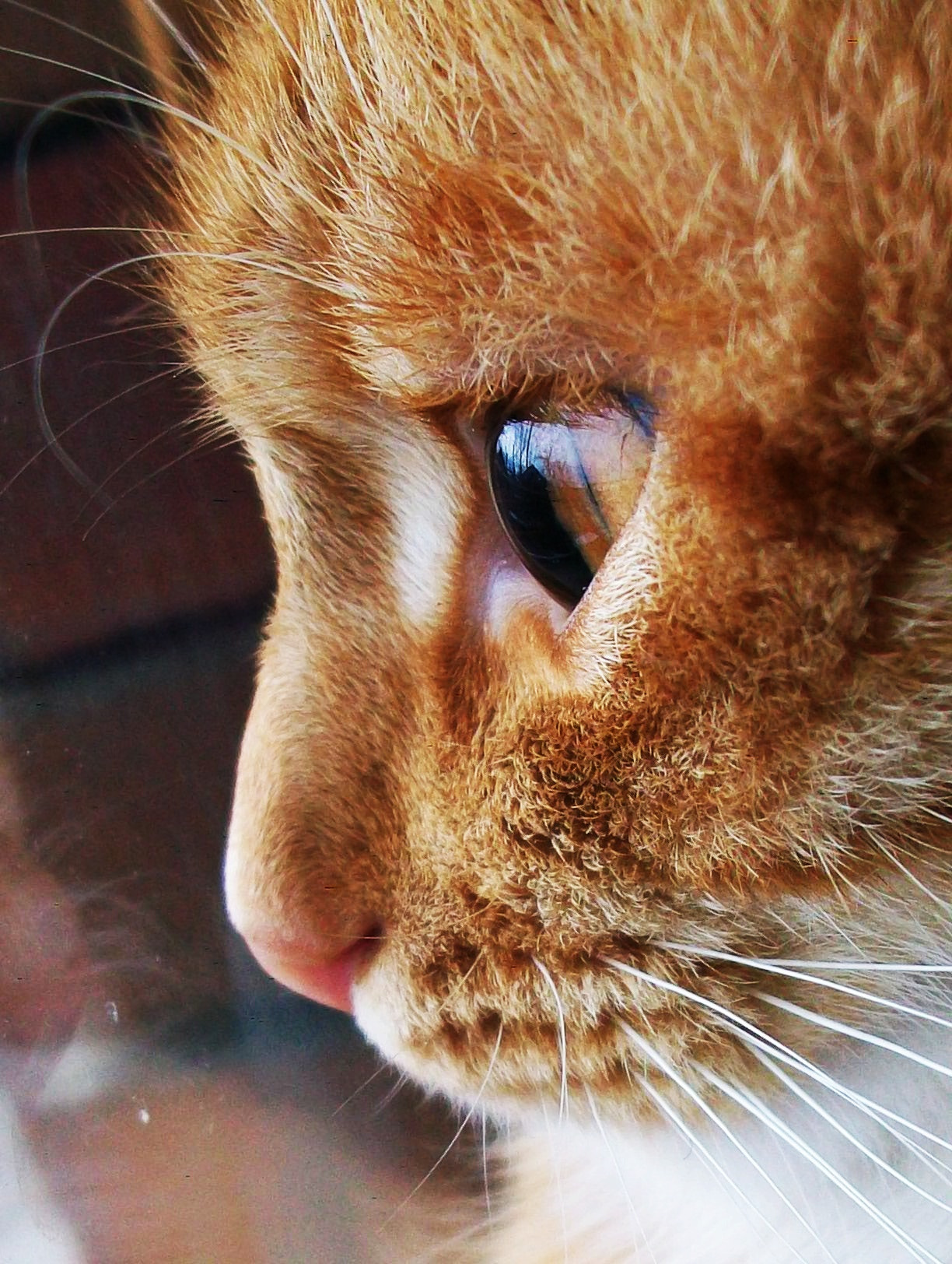 Kodak EASYSHARE M1063 DIGITAL CAMERA sample photo. Cat photography