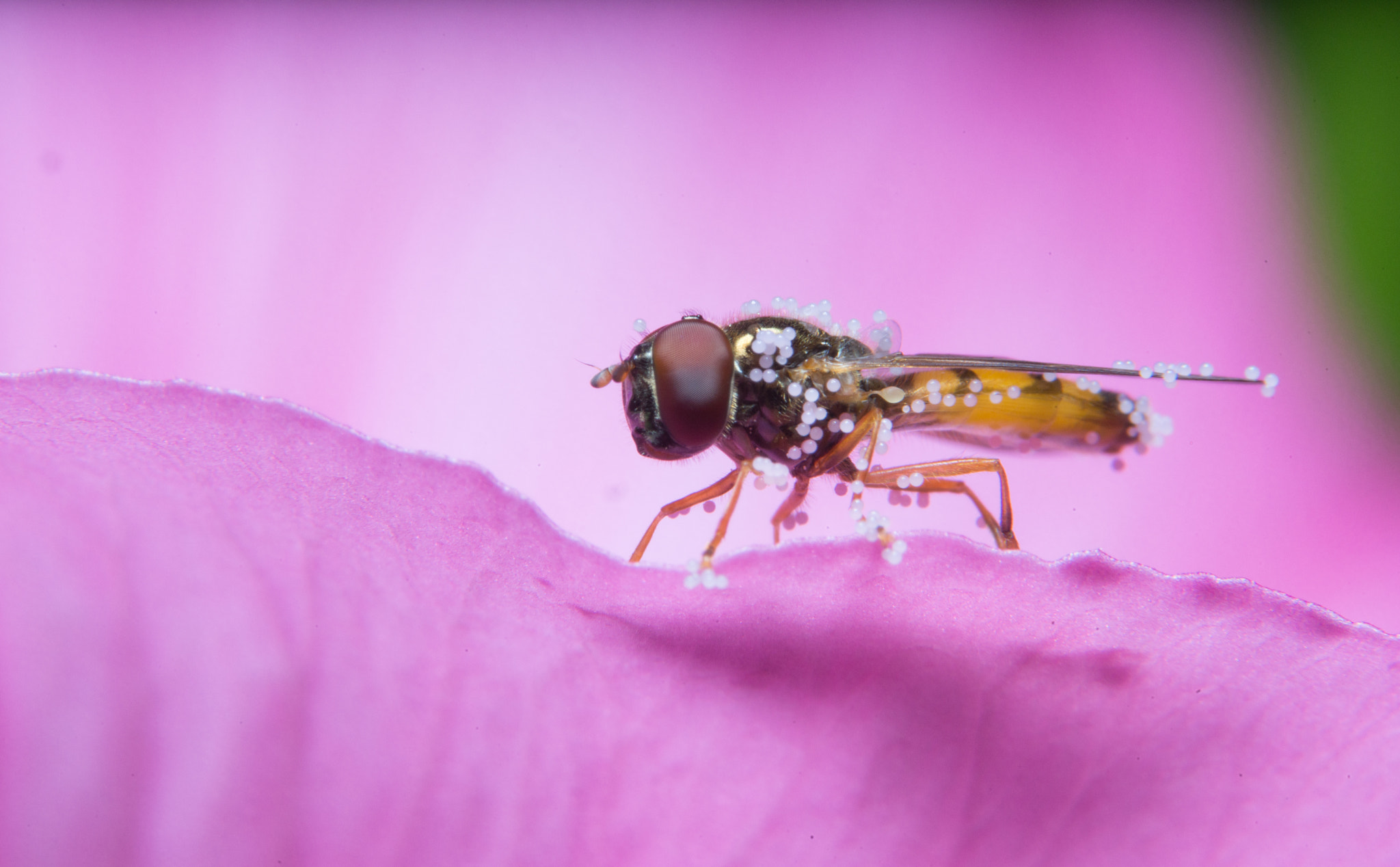Sony a99 II + 90mm F2.8 Macro SSM sample photo. Hoverfly photography