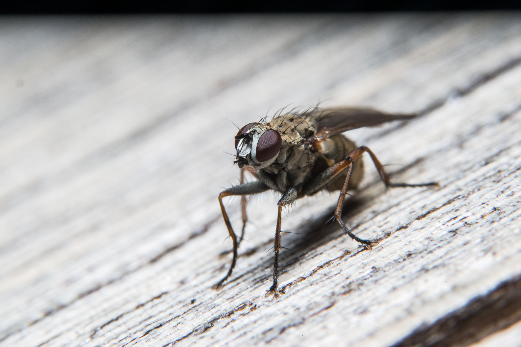 Sony a99 II + 90mm F2.8 Macro SSM sample photo. Fly photography