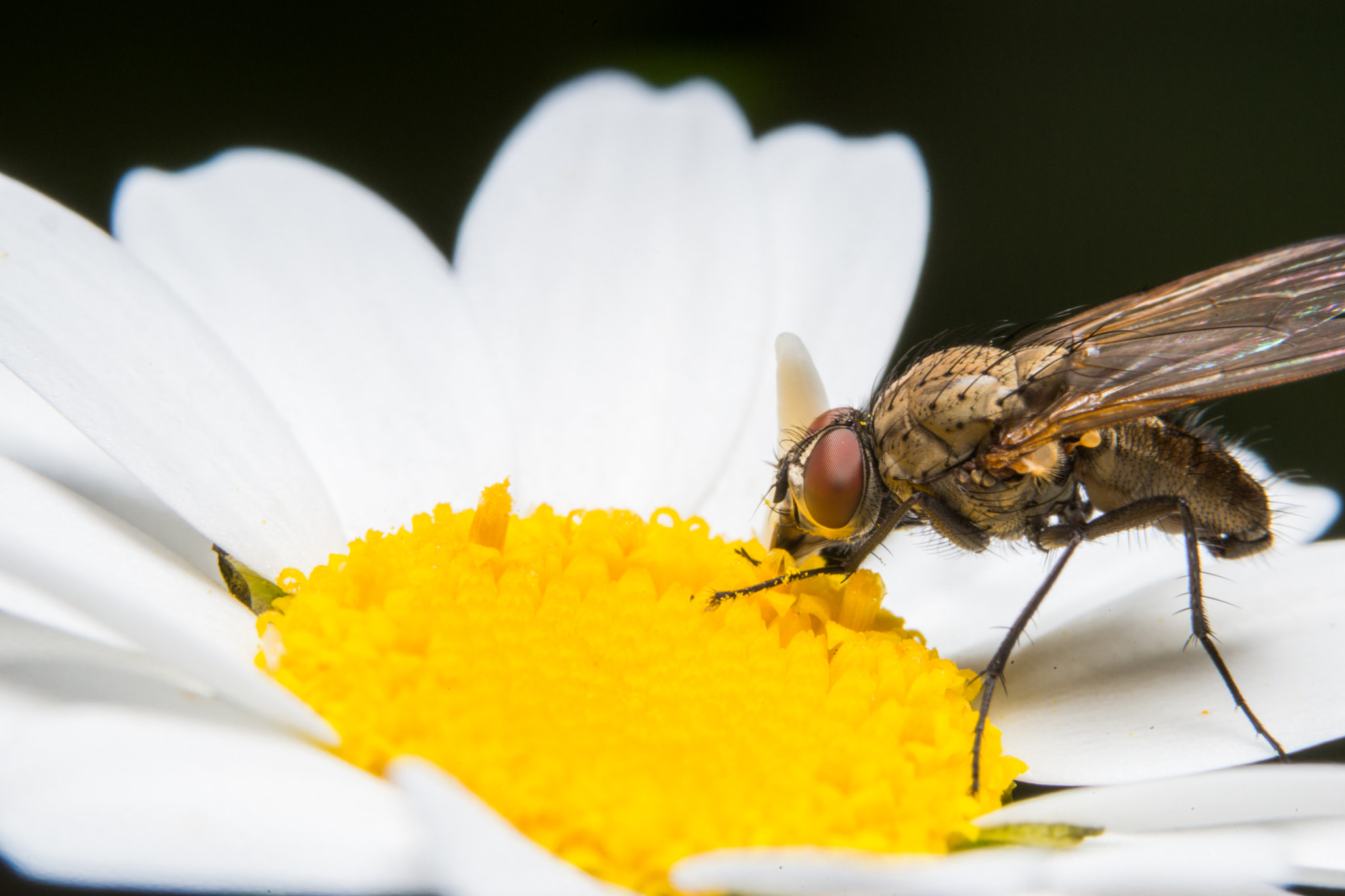 Sony a99 II + 90mm F2.8 Macro SSM sample photo. Fly photography