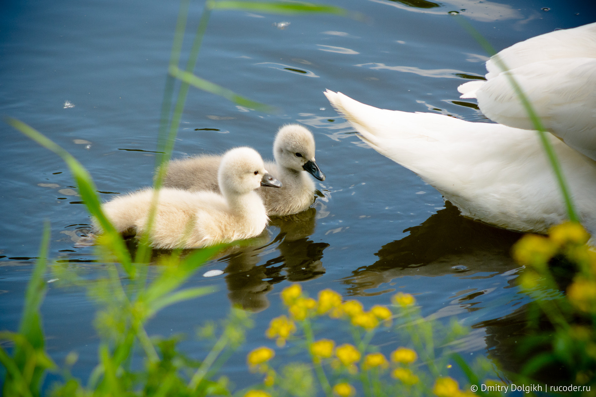 Nikon D7100 + AF Nikkor 70-210mm f/4-5.6 sample photo. Cygnets photography
