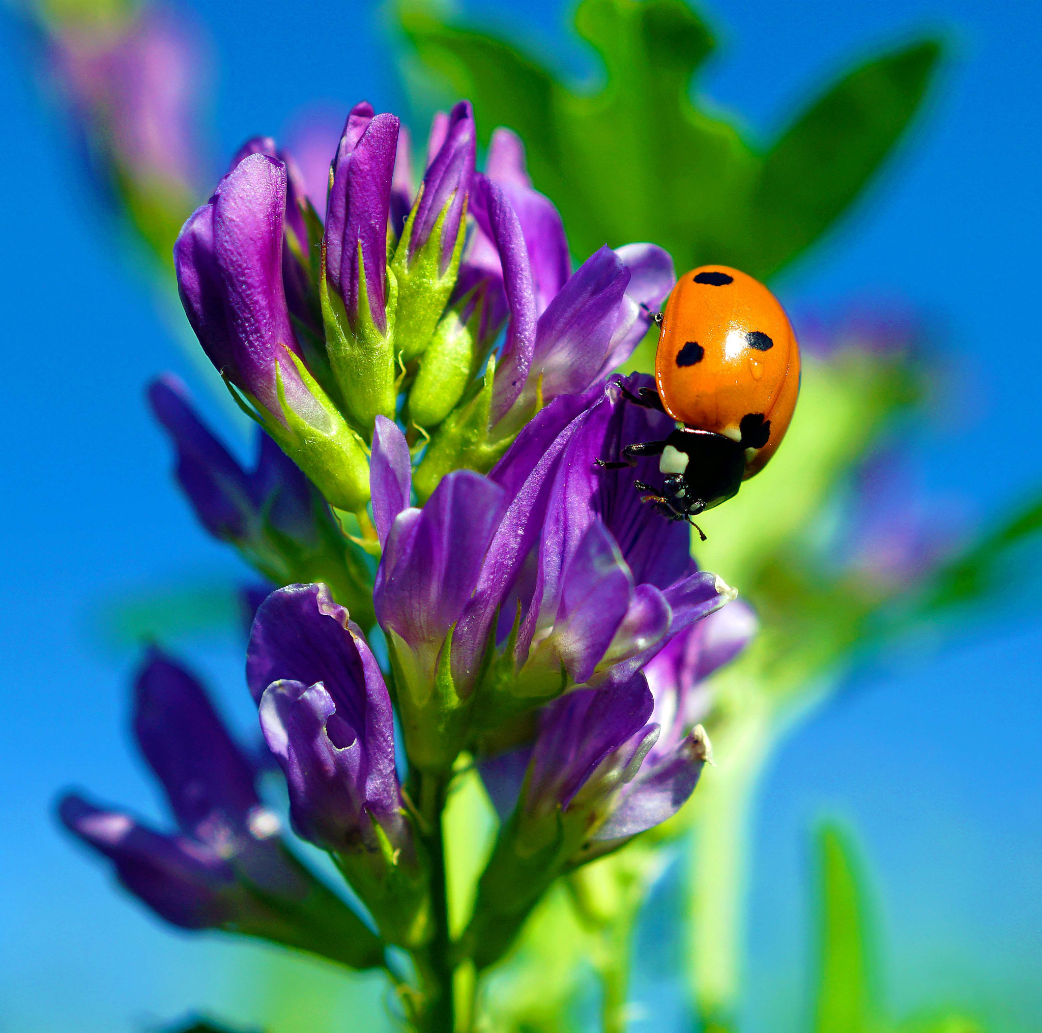 Sony DT 30mm F2.8 Macro SAM sample photo. Good luck to all photography