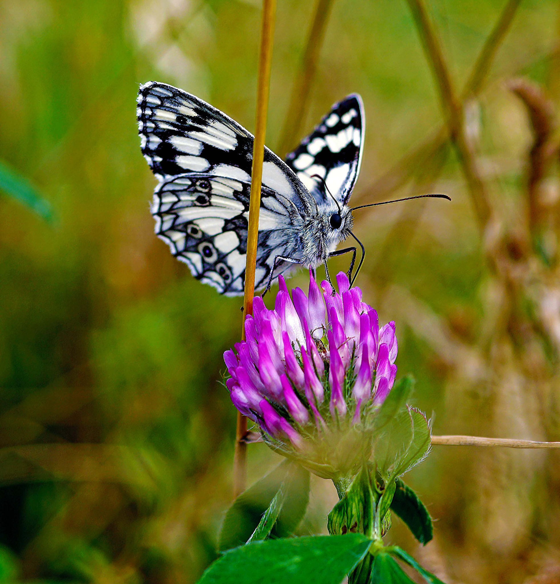 Sony DT 30mm F2.8 Macro SAM sample photo. Simply delicious photography