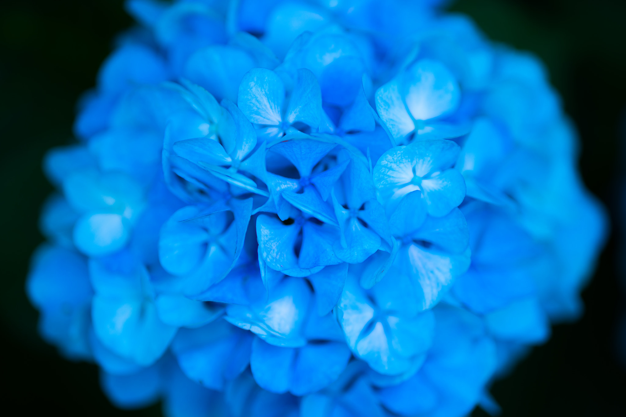 Sony Sonnar T* 135mm F1.8 ZA sample photo. Hydrangea photography