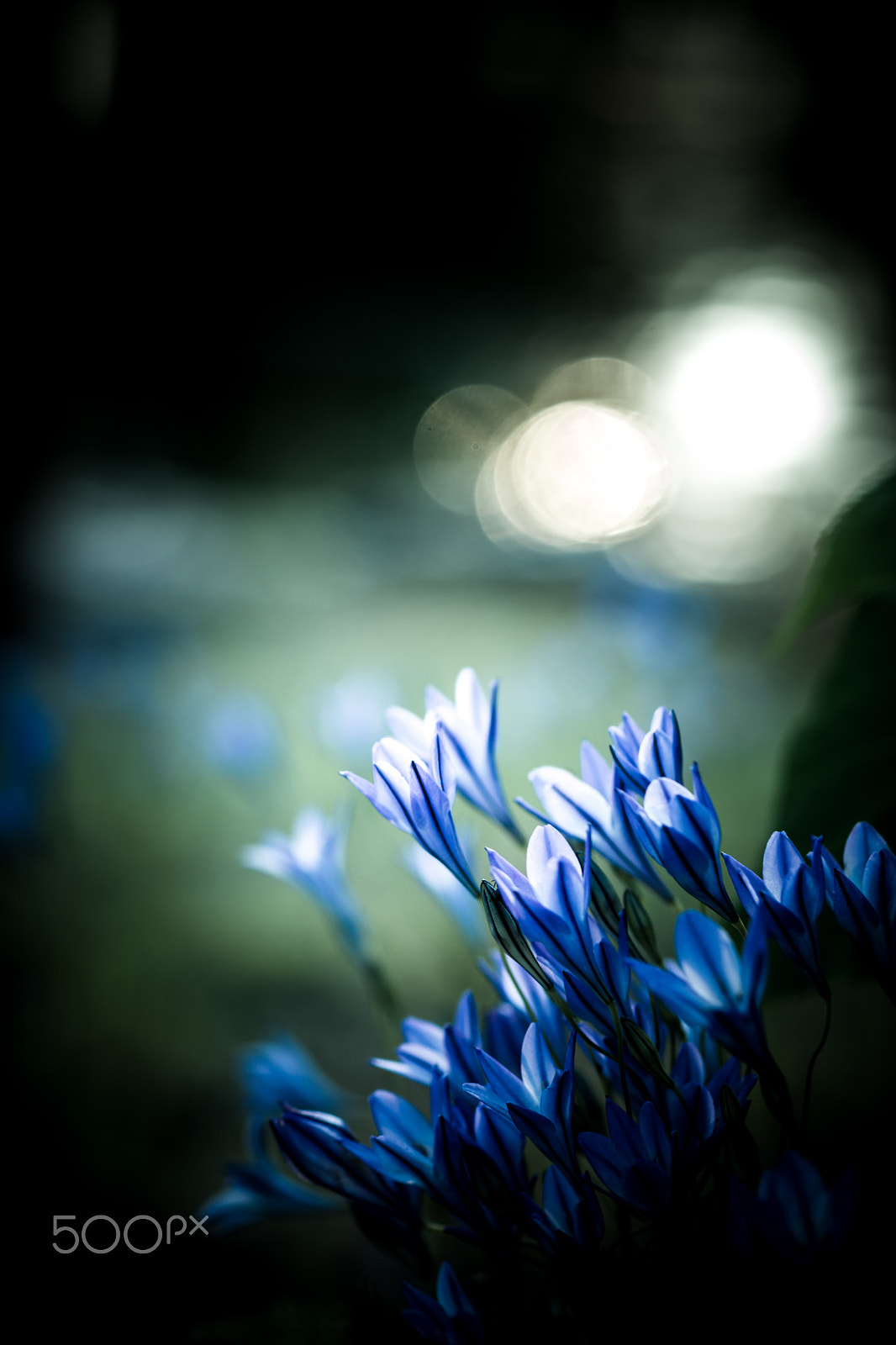Sony a99 II + Sony 100mm F2.8 Macro sample photo. Awesome photography