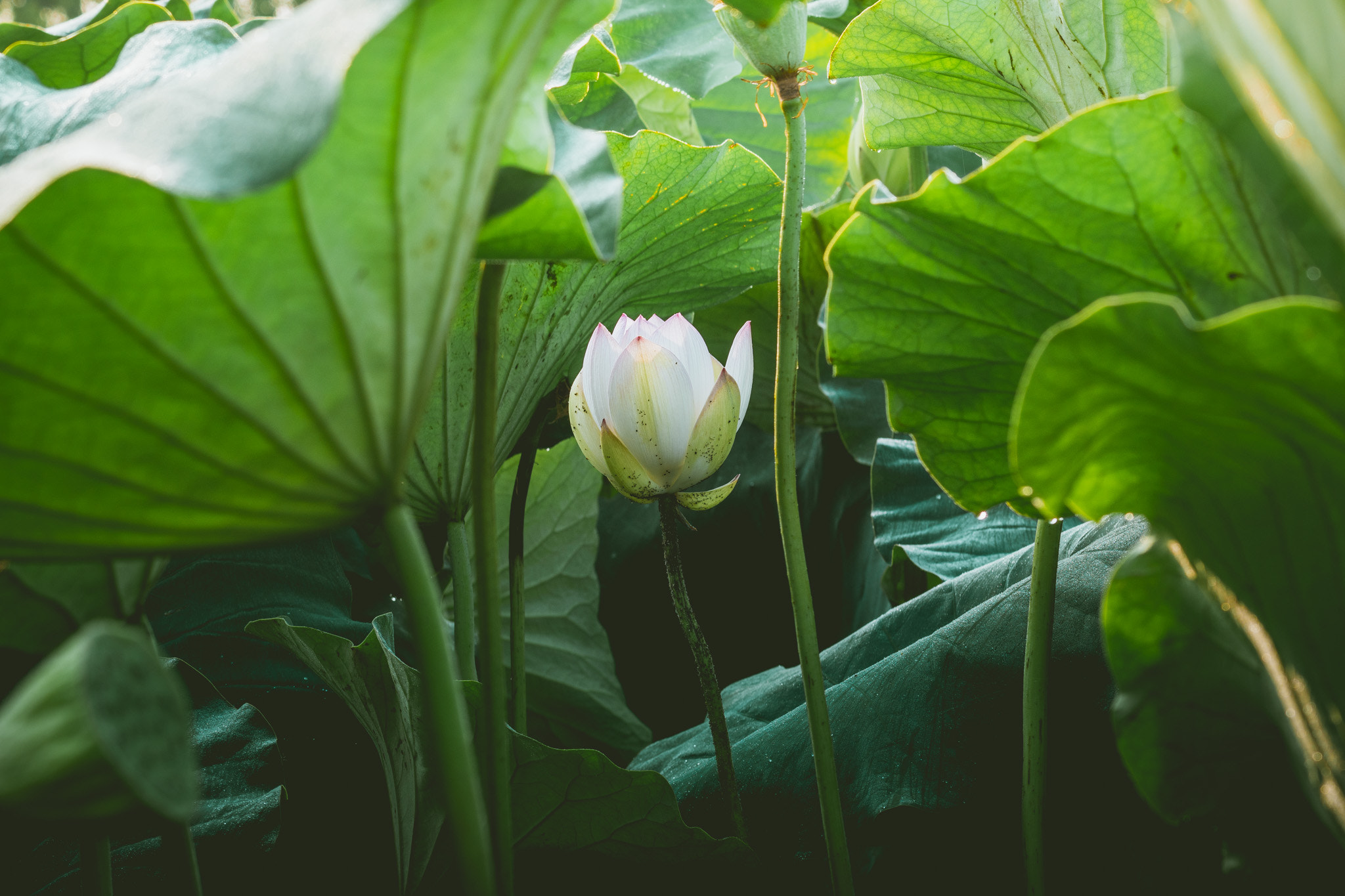 Sony a6300 + Sony FE 70-200mm F4 G OSS sample photo. Hidden lotus photography
