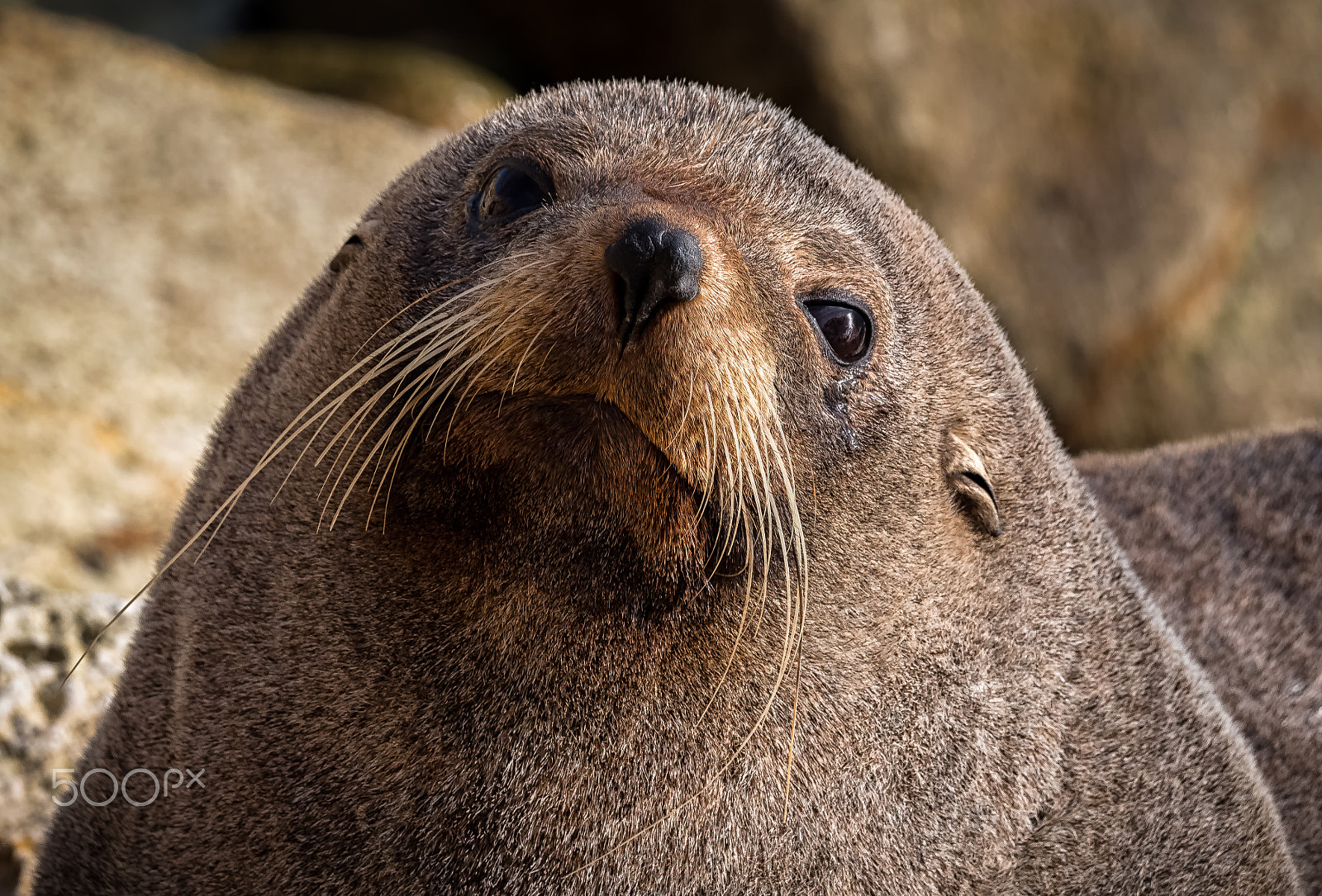 Panasonic Lumix DMC-GH4 + LEICA DG 100-400/F4.0-6.3 sample photo. Who are you looking at? photography