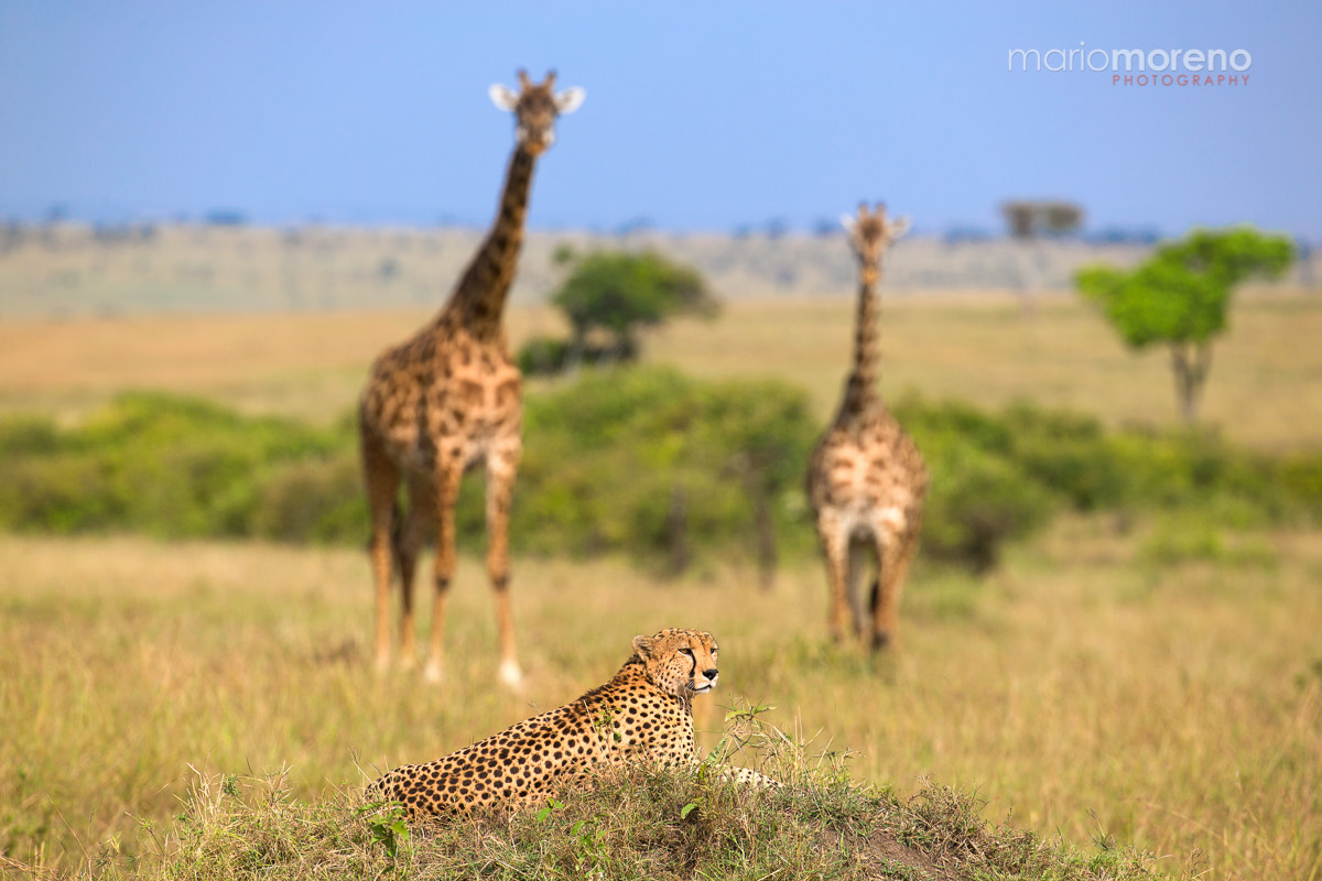 Canon EF 200-400mm F4L IS USM Extender 1.4x sample photo. Two giraffes & a cheetah photography