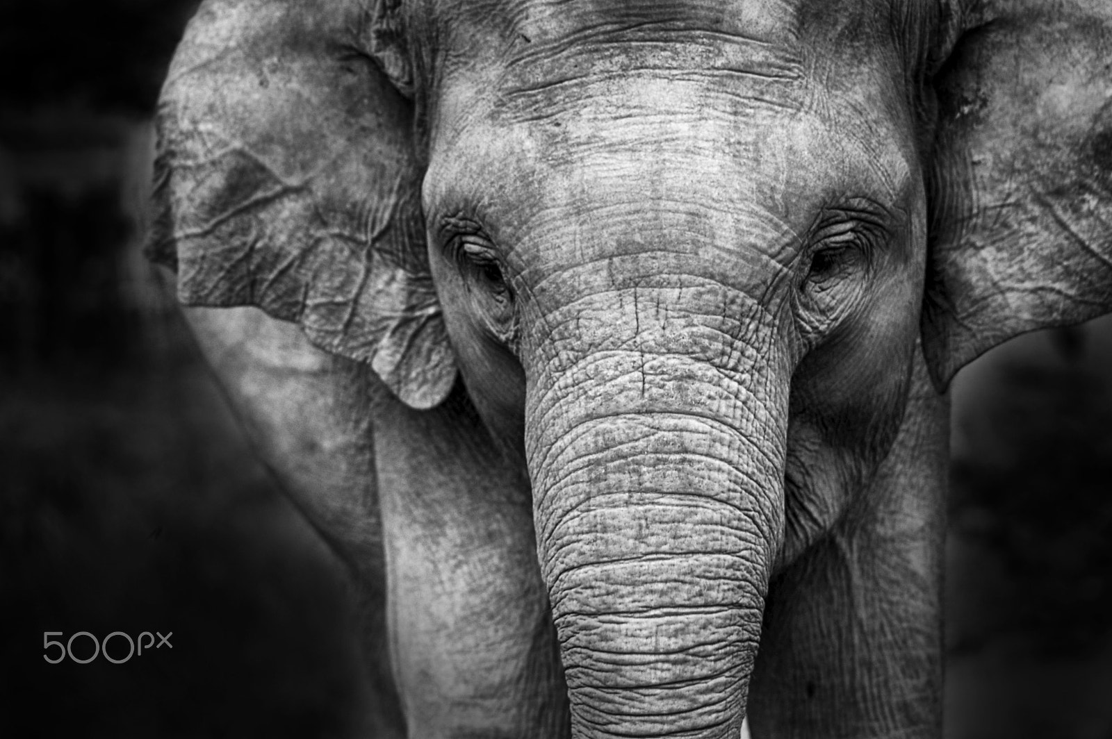 Nikon D40 sample photo. Baby elephant photography