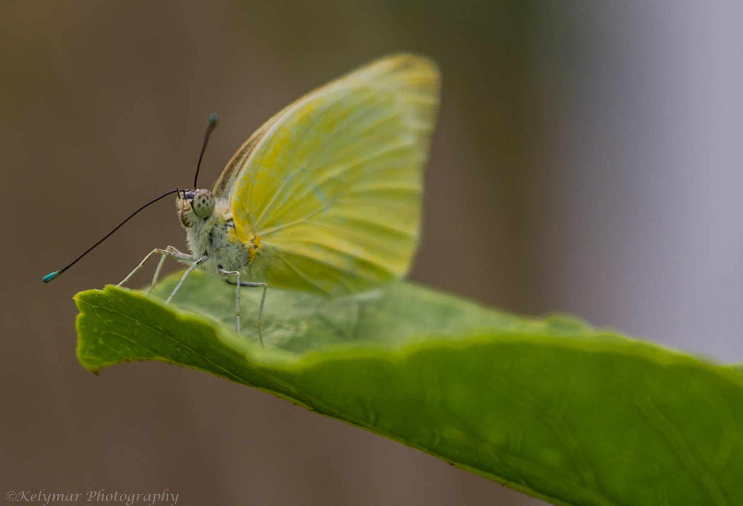 Sony Alpha DSLR-A850 sample photo. White butterfly photography