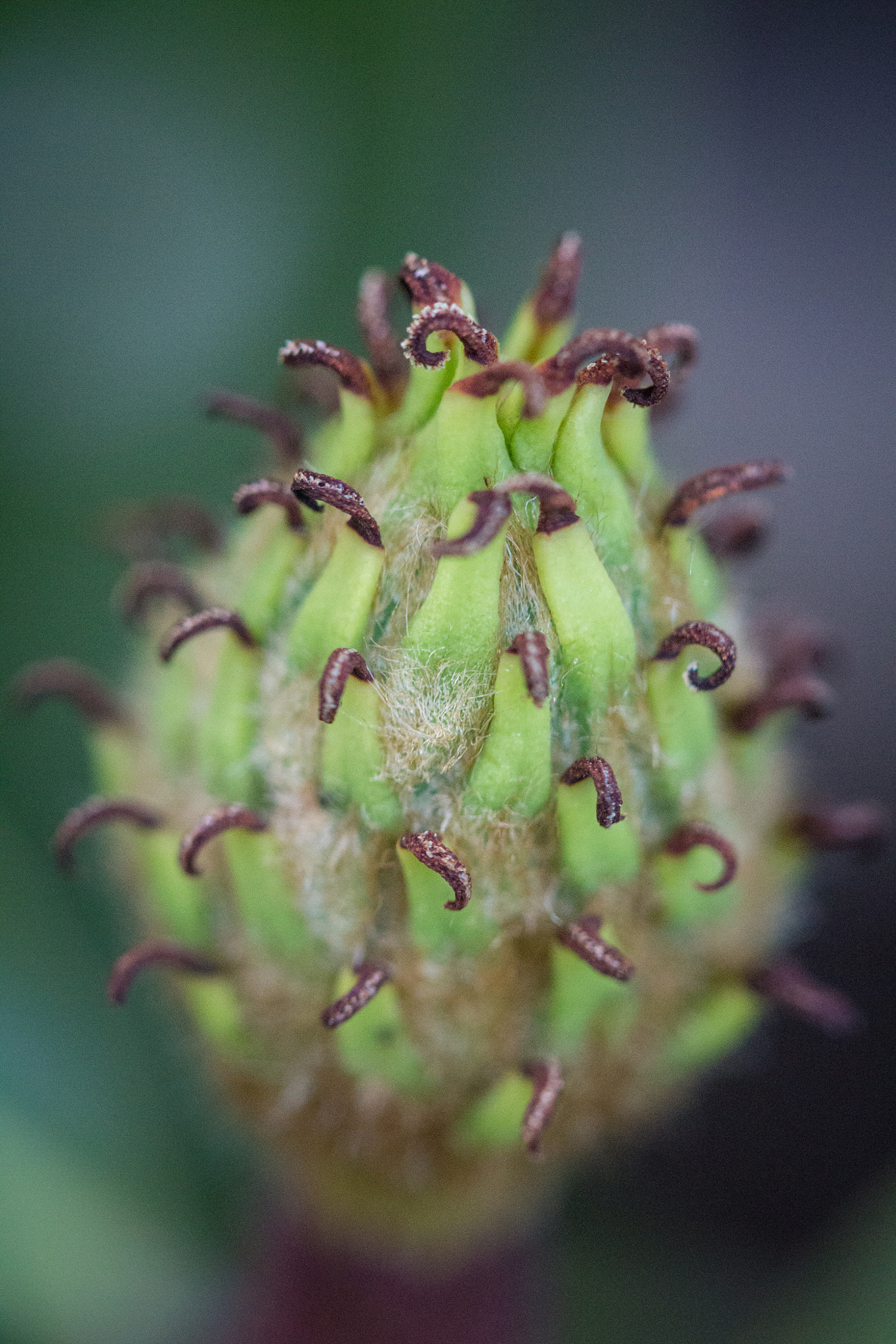 Canon EF 100mm F2.8 Macro USM sample photo. Calm before the storm (magnolia blossom pre bloom) photography
