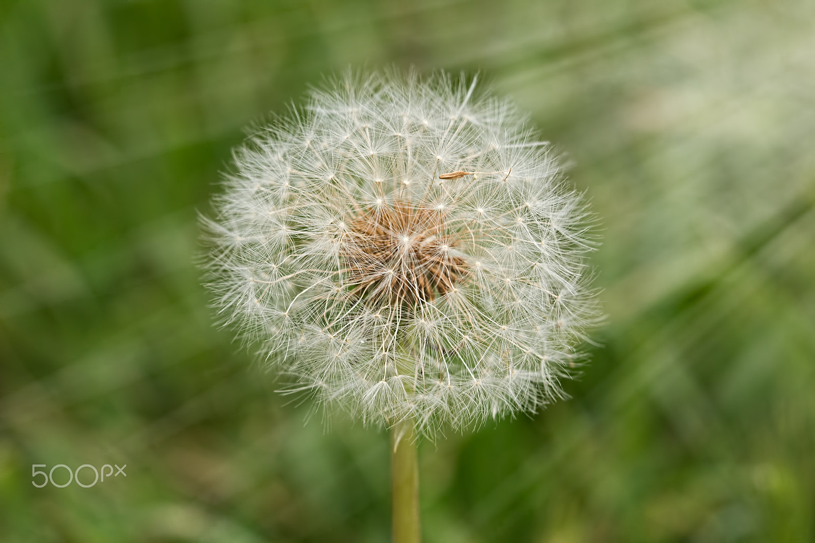 Canon EF 100mm F2.8 Macro USM sample photo. Fluffy dandelion flower with seeds photography