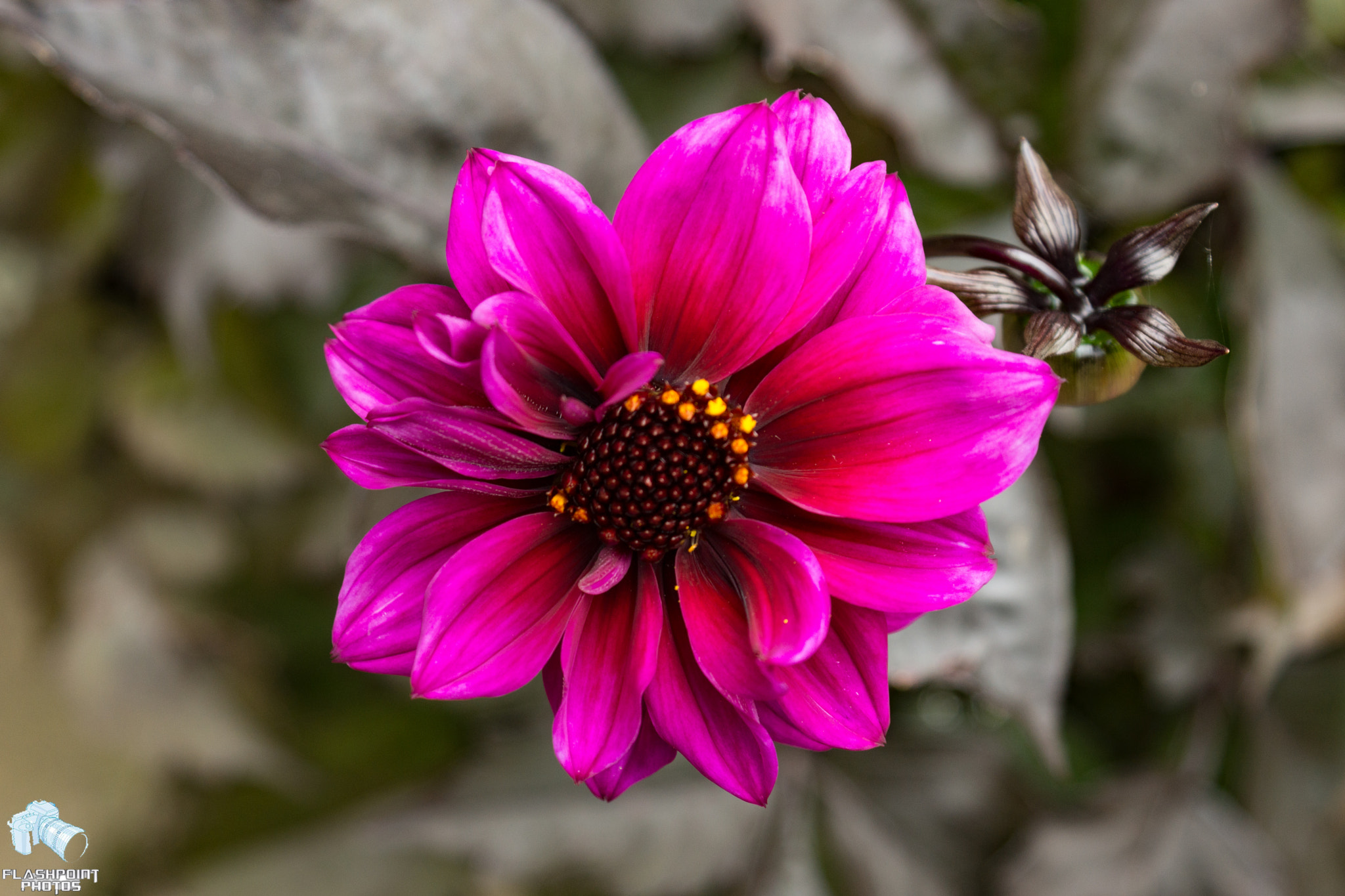 Sony DT 18-70mm F3.5-5.6 sample photo. Dahlia photography