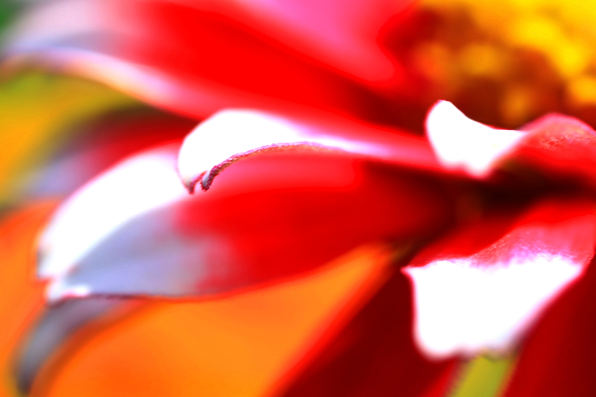 Canon MP-E 65mm F2.5 1-5x Macro Photo sample photo. Colorful photography