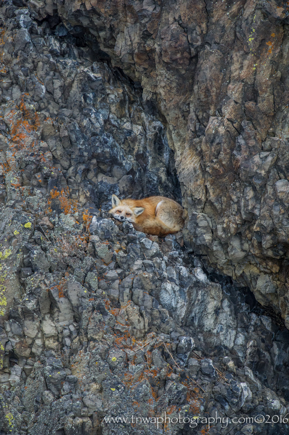 Nikon AF-S Nikkor 500mm F4G ED VR sample photo. Snug as a bug in a rug photography
