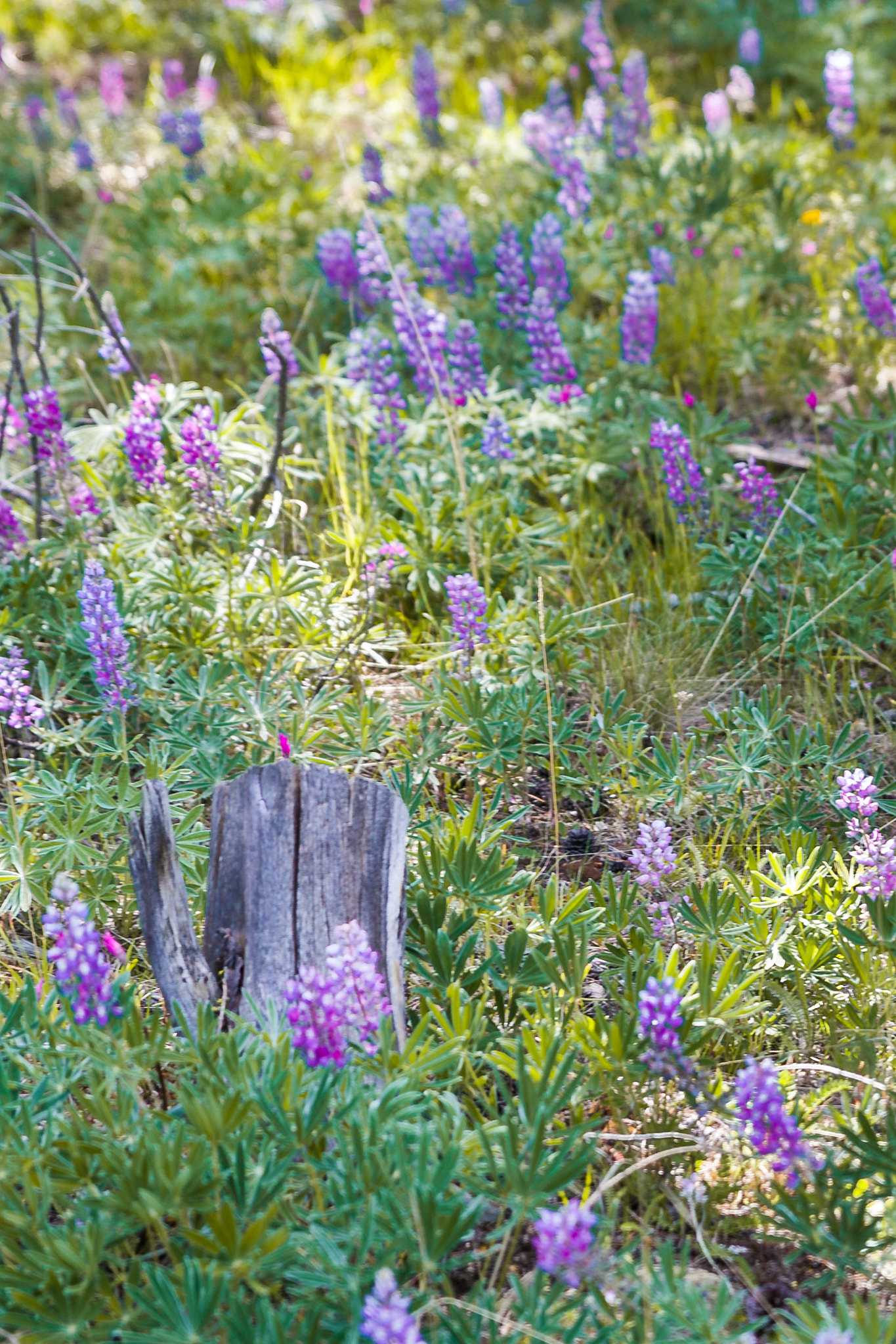 Canon EOS-1Ds Mark III sample photo. Lupine photography